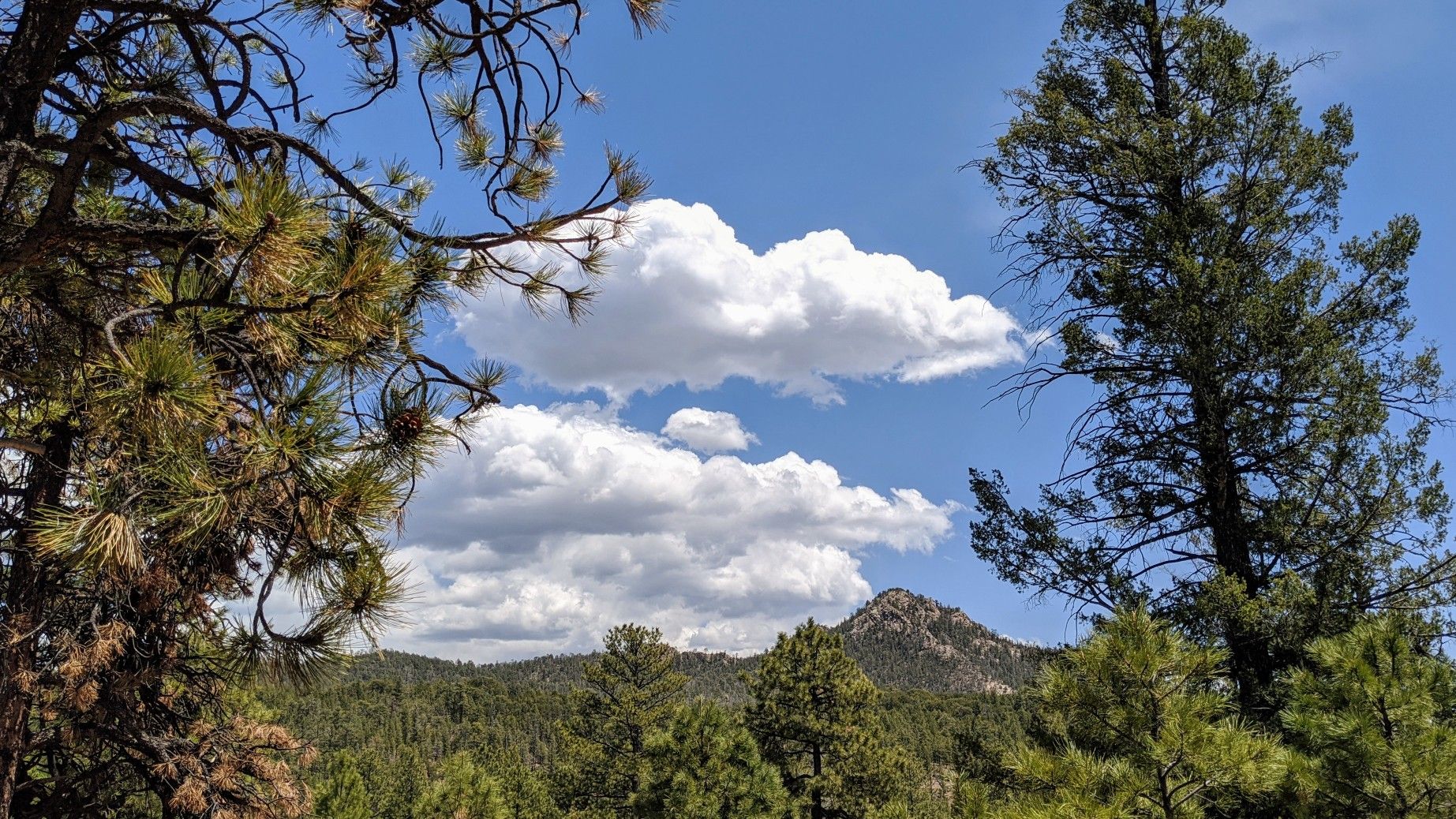 Pine trees frame a view of forested mountains under a bright, cloudy sky. - Apache Canyon Loop