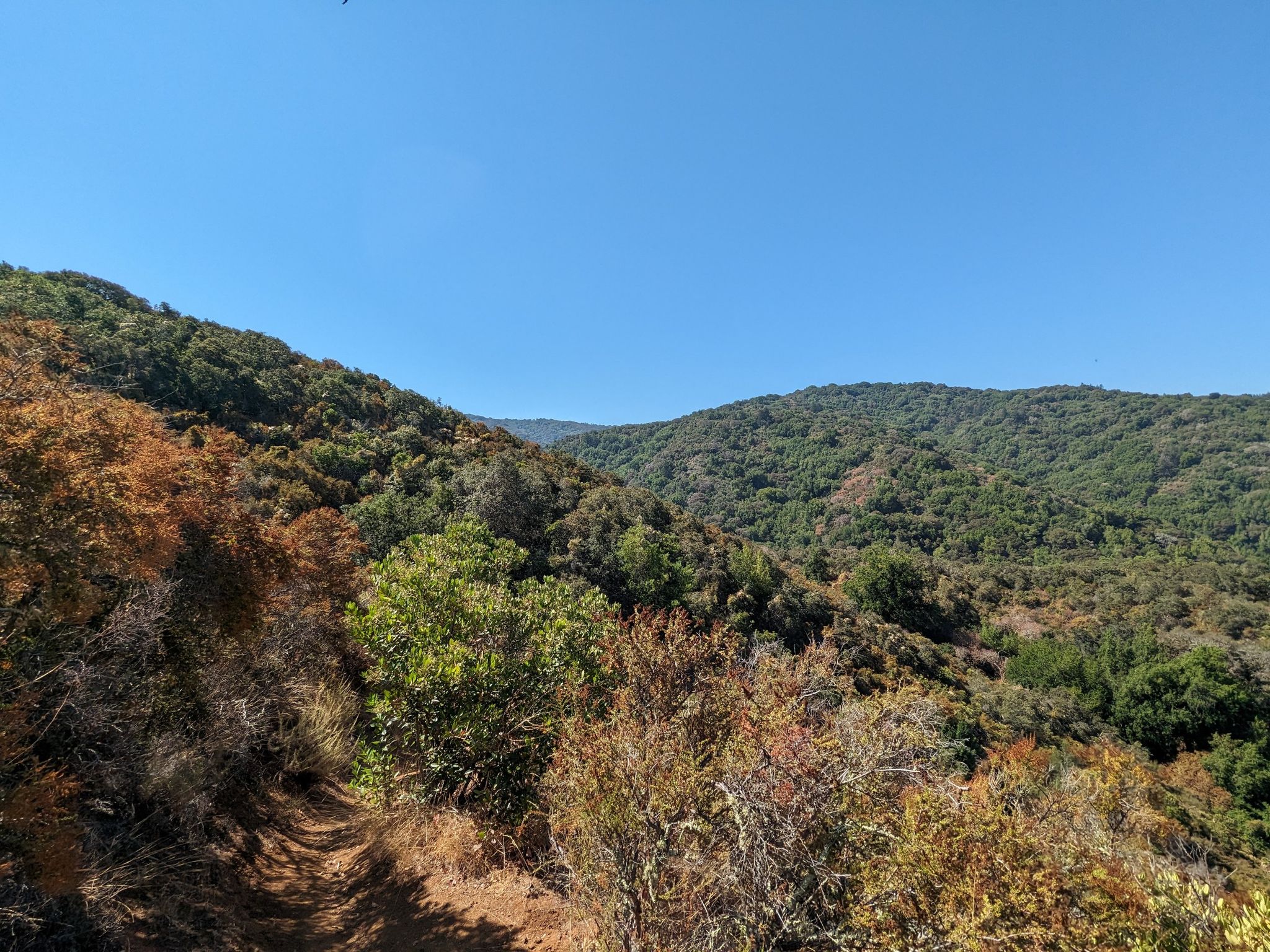Dirt path through dry and green bushes, overlooking a forested valley. Bright day. - Hostel Trail loop from Foothills Open Space Preserve