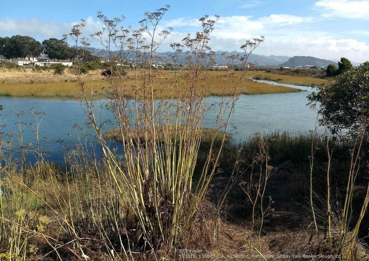 Tall dry plants in foreground, river flowing through marshland, distant hills. - Shimada Friendship Park – Meeker Slough Bike Trail loop from Rosie the Riveter/World War II Home Front National Historical Park