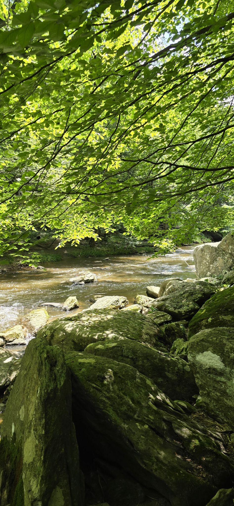 A sunlit stream flows past mossy rocks under a green tree canopy. - Little Gunpowder Falls – Little Gunpowder Trail loop from Fallston