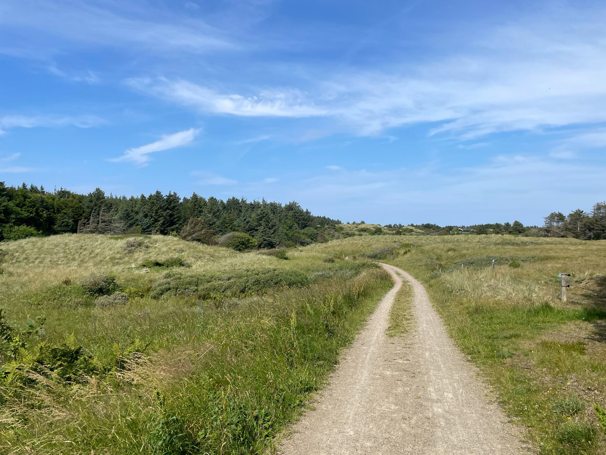 Tornby Klitplantage