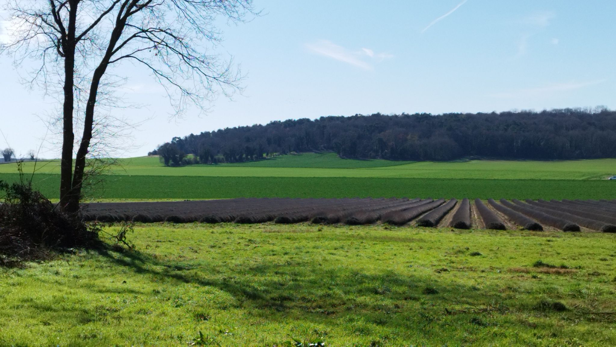 De la lavande comme en Provence