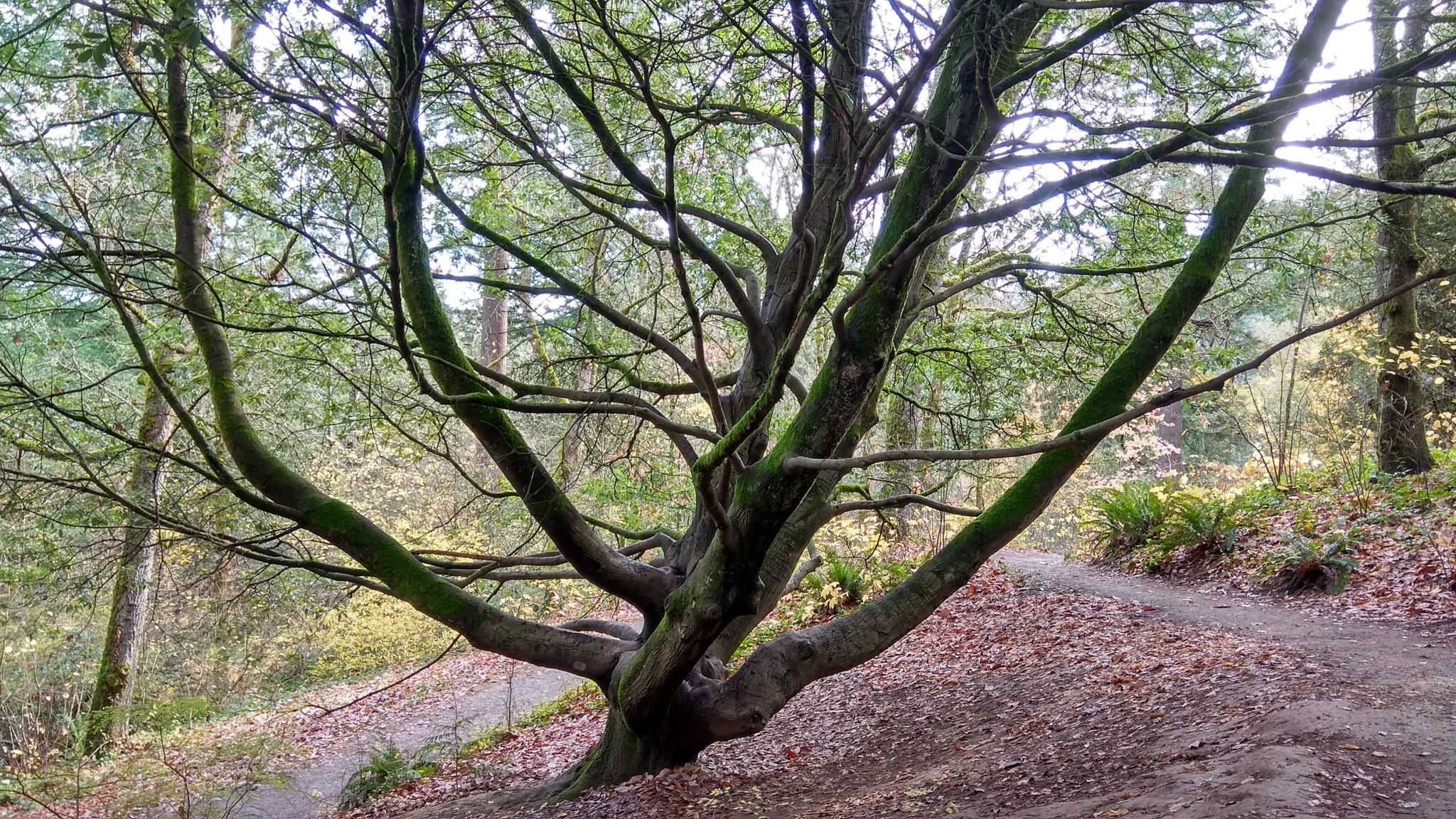 A large, moss-covered tree with sprawling branches next to a forest path. - Wildwood Trail – Forest Park