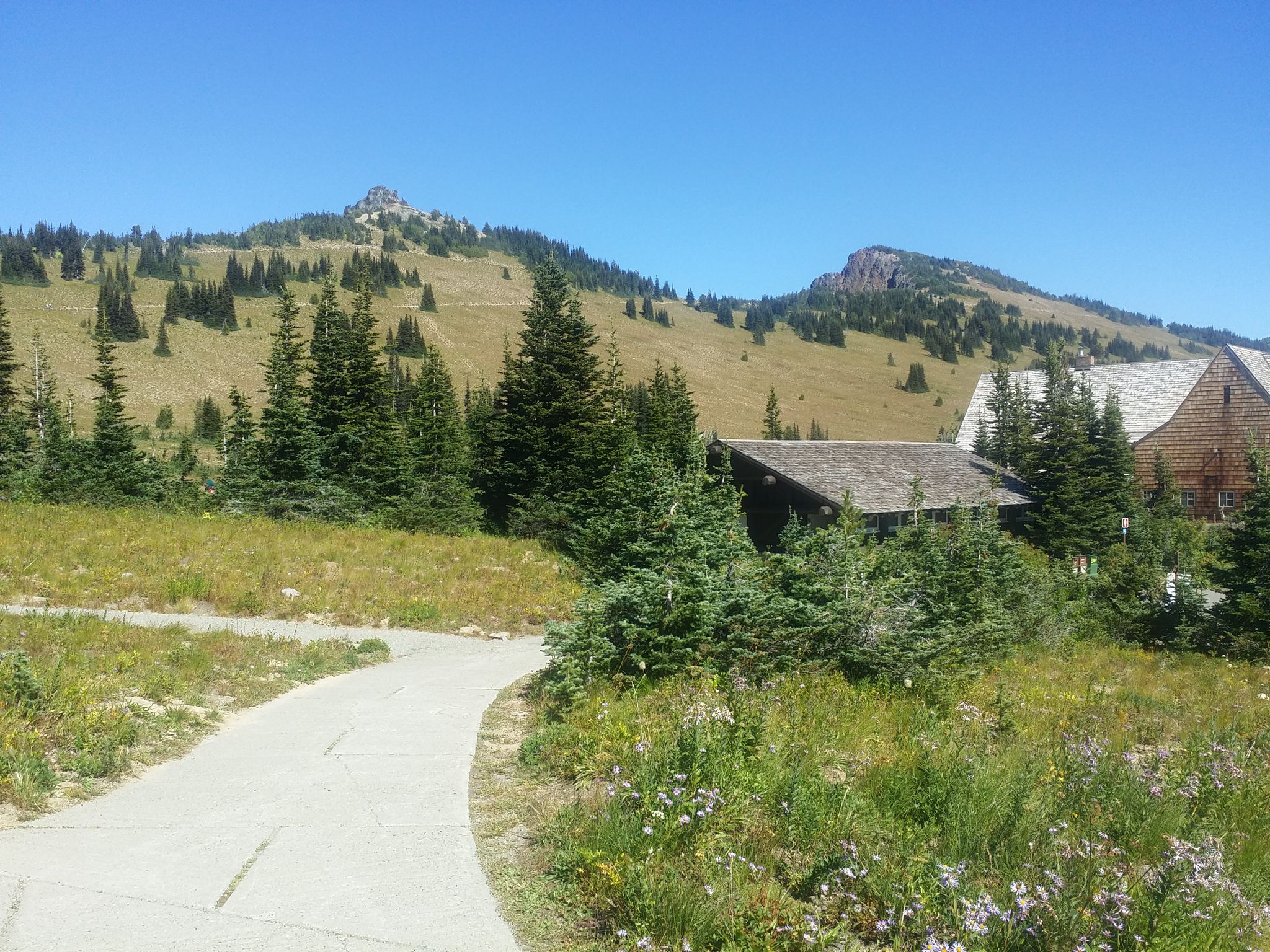 A paved path leads to rustic buildings in a sunny, grassy mountain landscape. - View of Mount Rainier – Sunrise Visitor Center loop from Wonderland Trailhead