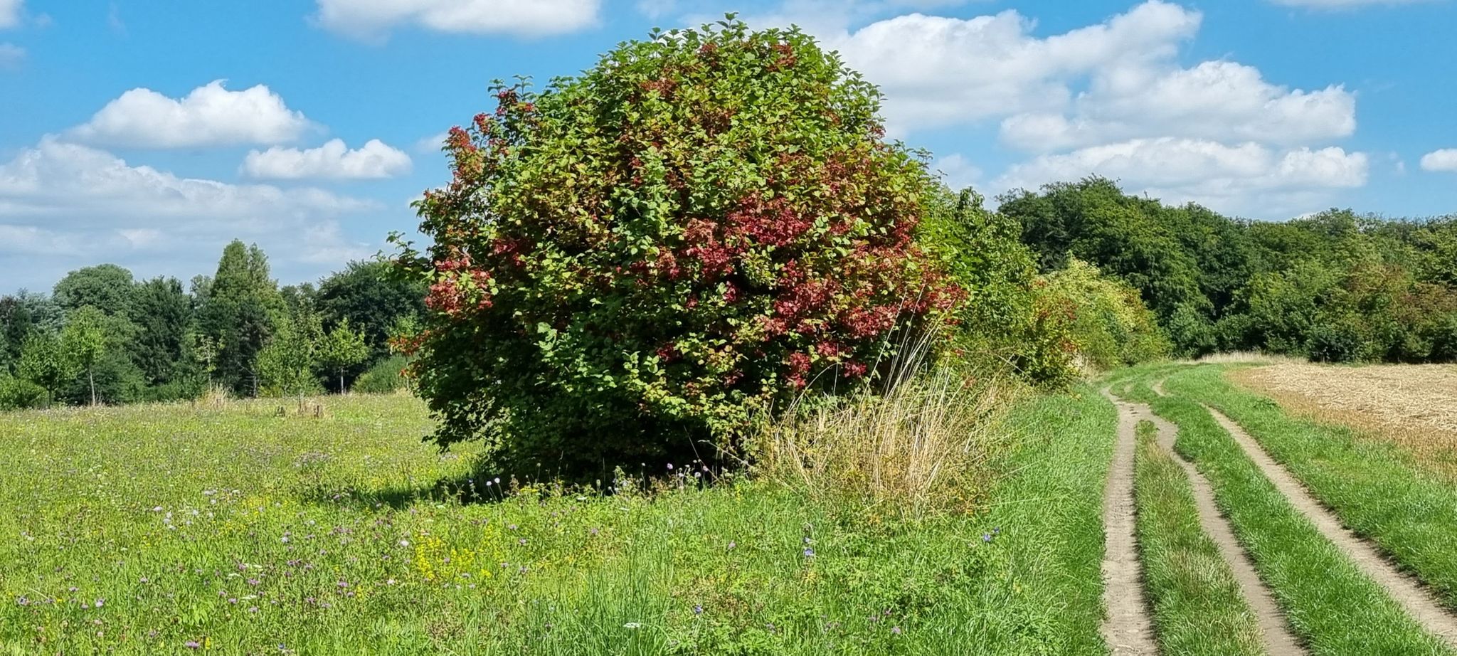 Am Rotthäuser Weg