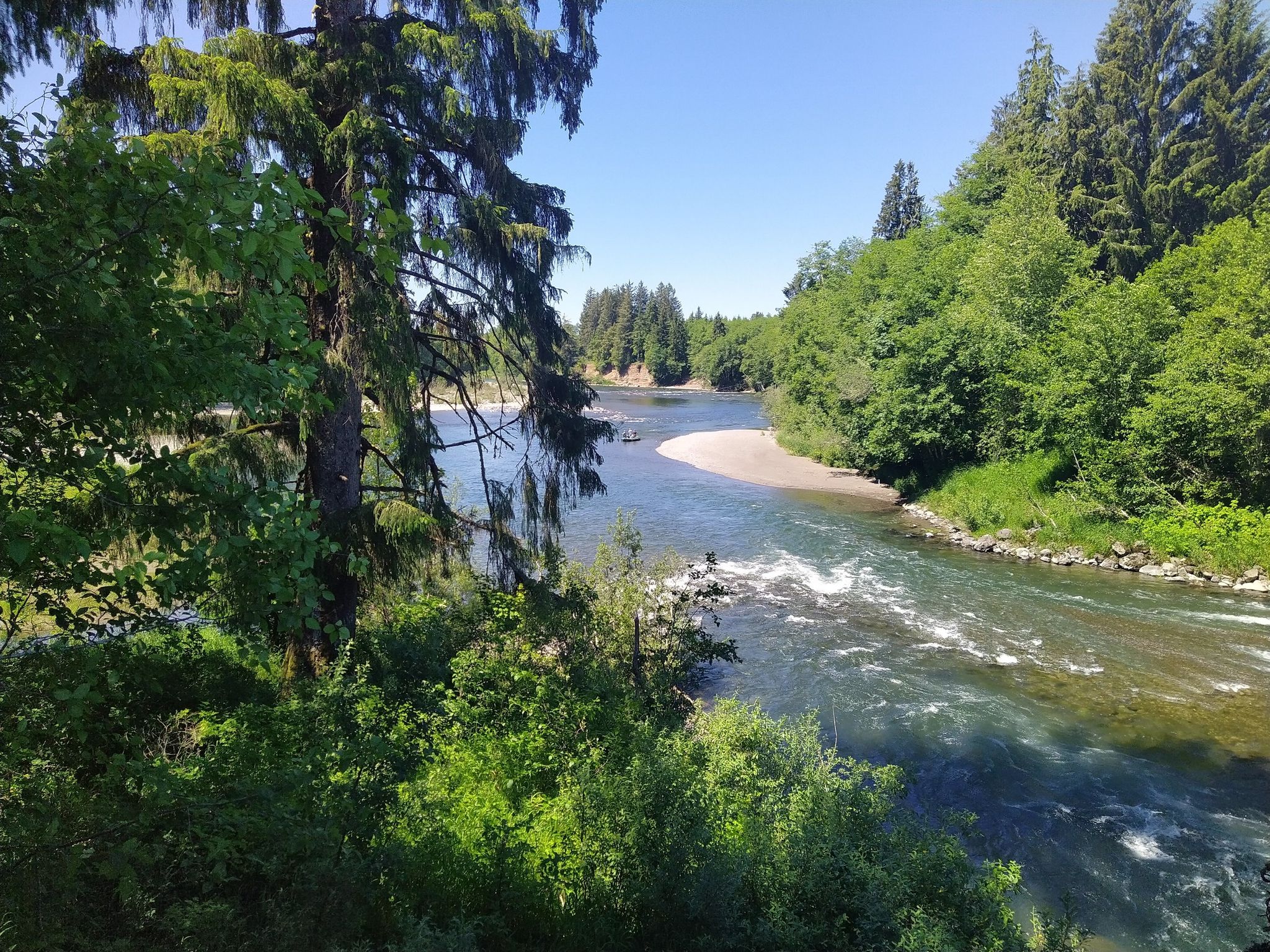 Wide river flowing through dense green forest on a bright sunny day. - From La Push to Rialto Beach