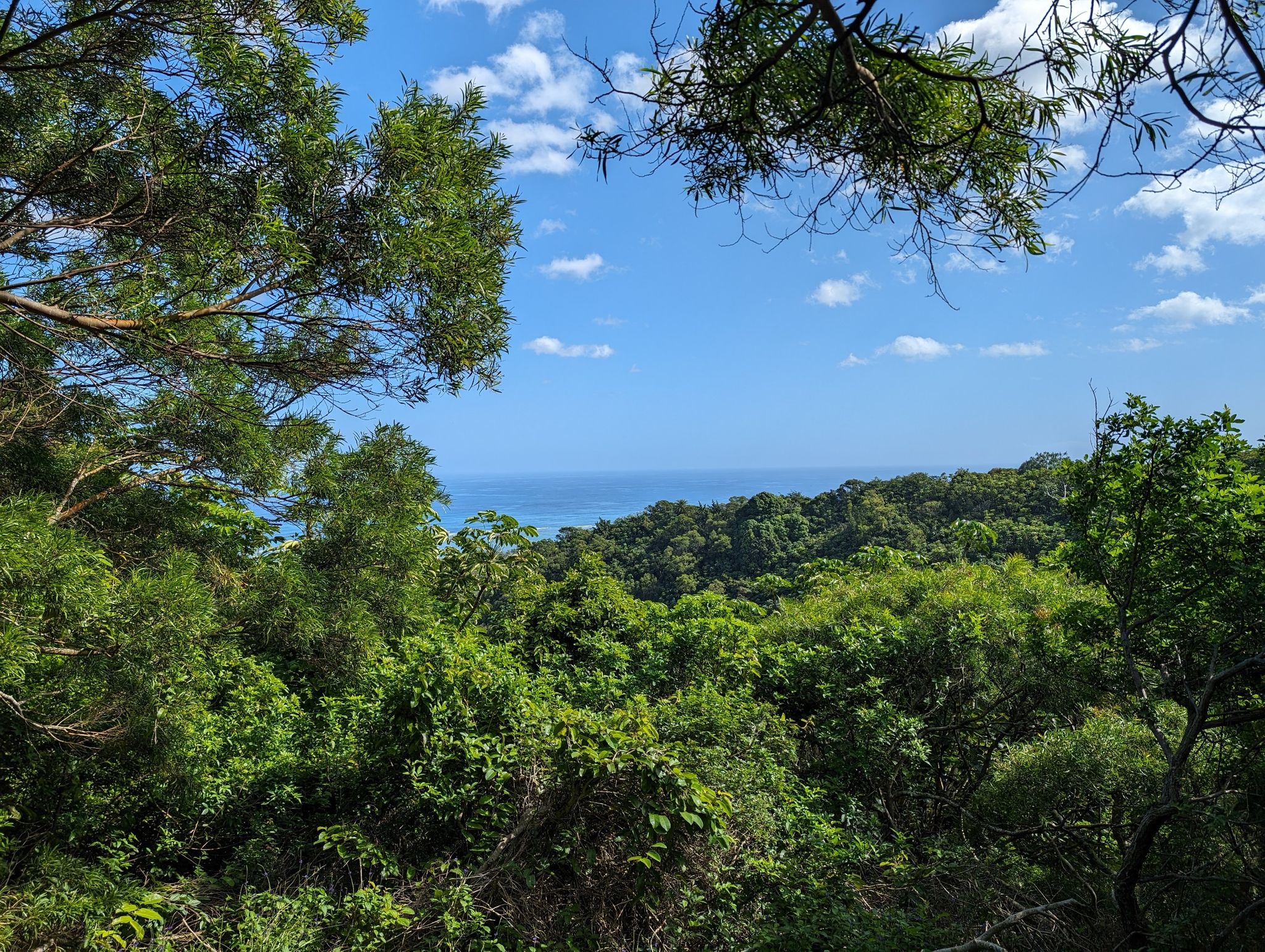 Lush green forest canopy with a glimpse of the ocean in the distance. - Maʻakua Ridge Trail loop