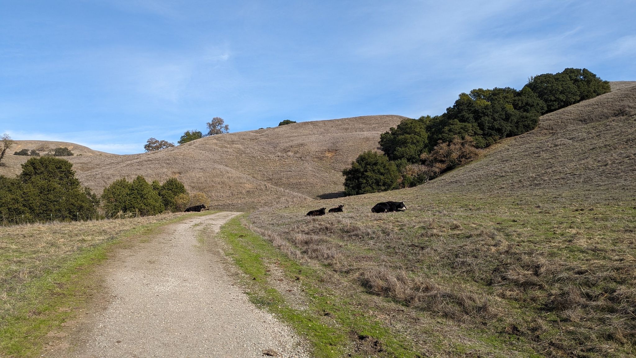 Dirt path winding through sunny, grassy hills with cows grazing. - Abrigo Valley and Mott Peak Loop