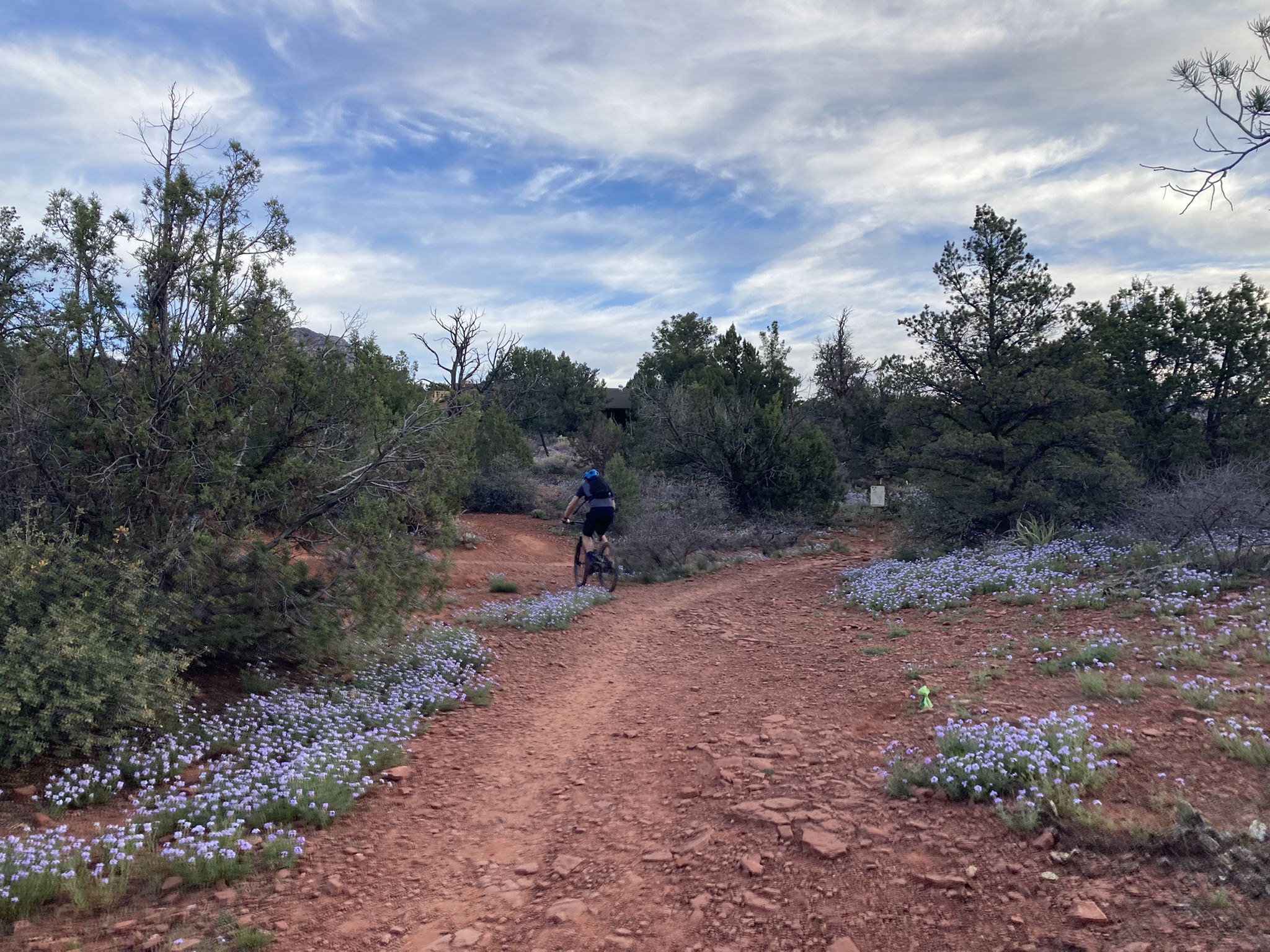 A mountain biker rides on a red dirt trail lined with purple wildflowers. - Old Post Trail (North Section) loop from Stormaster
