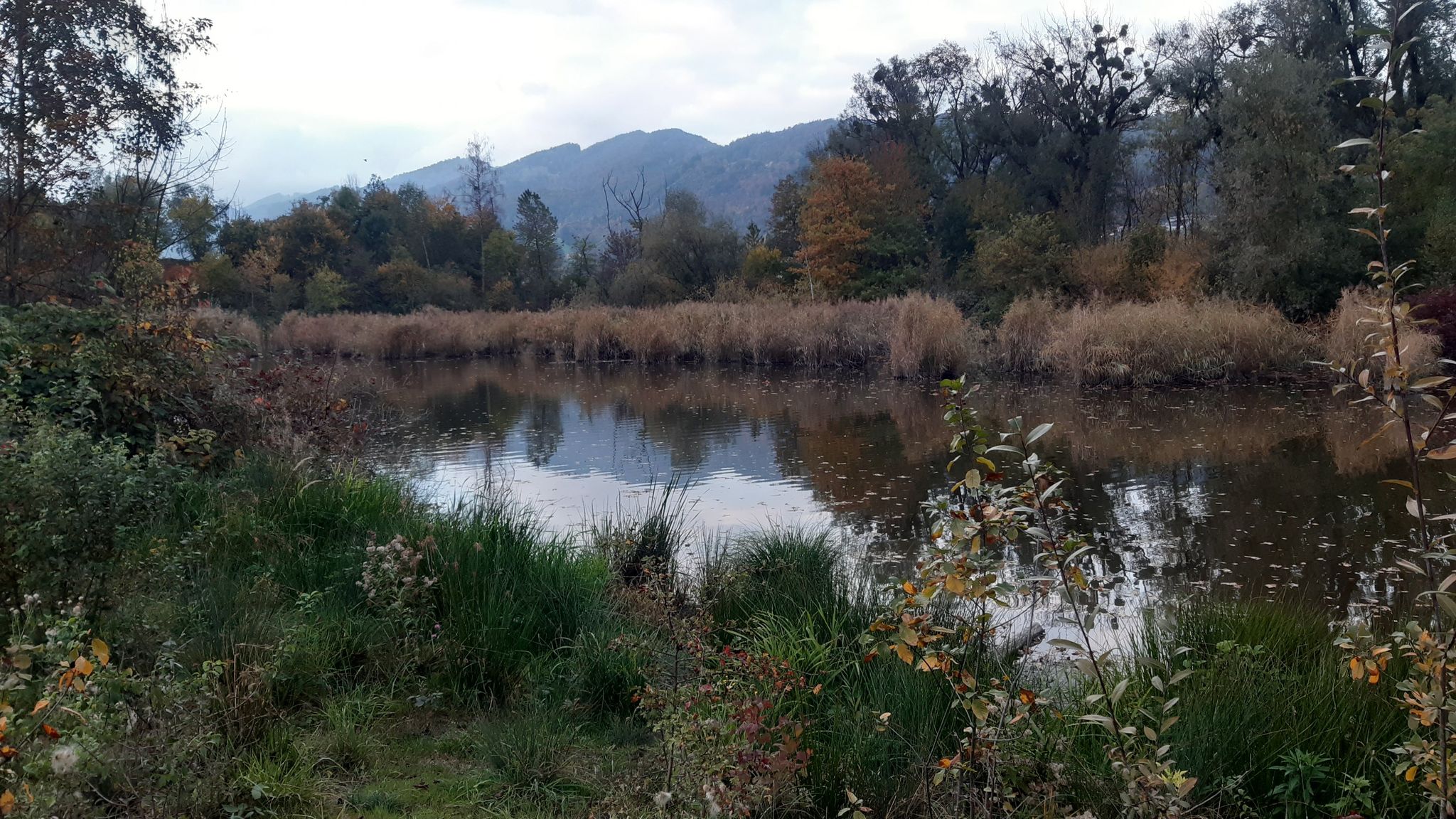 Naturschutzgebiet Höchstern bei Balgach