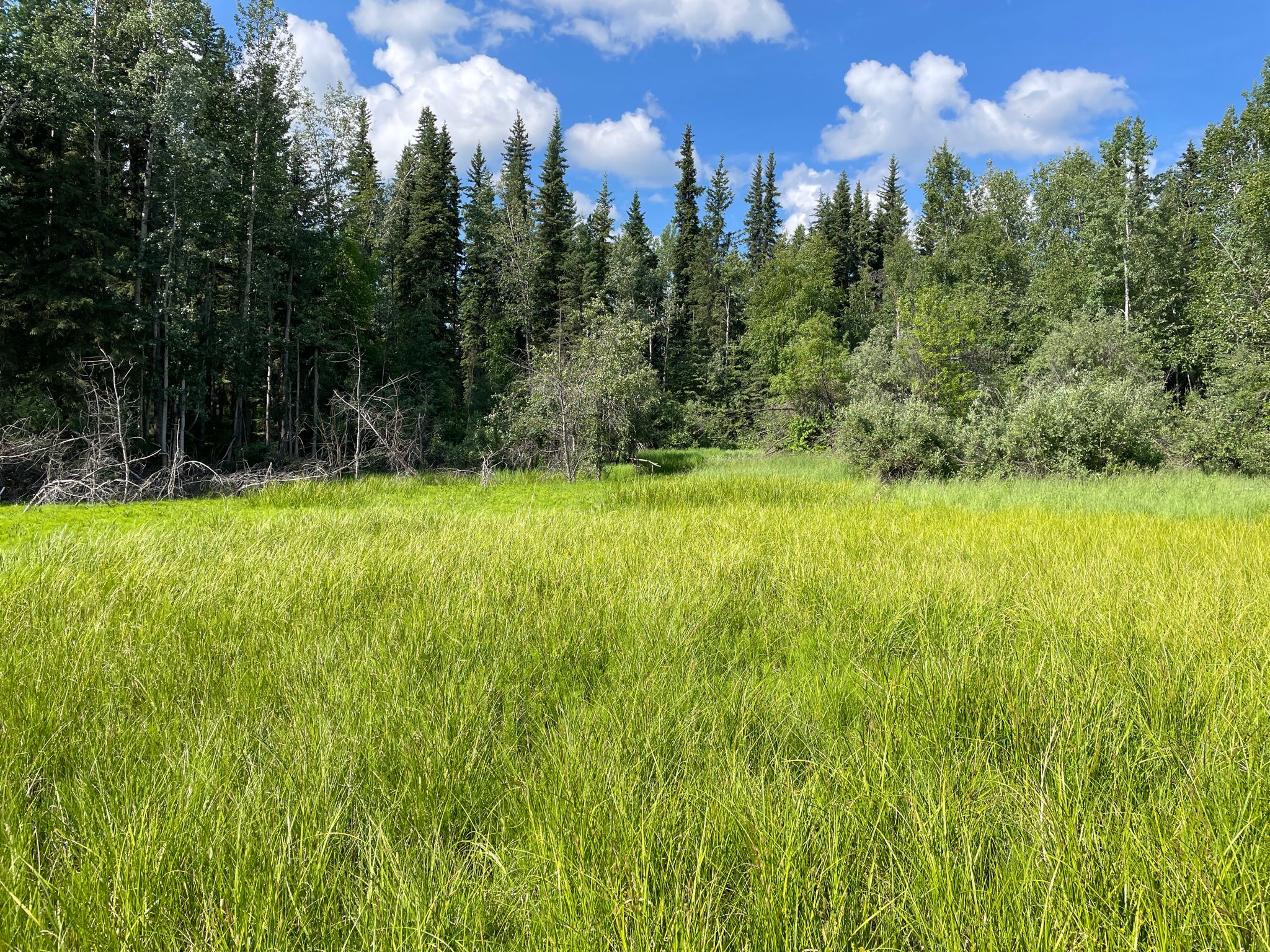 Bright green meadow with a dense pine forest under a blue sky. - Ballaine Lake Trail
