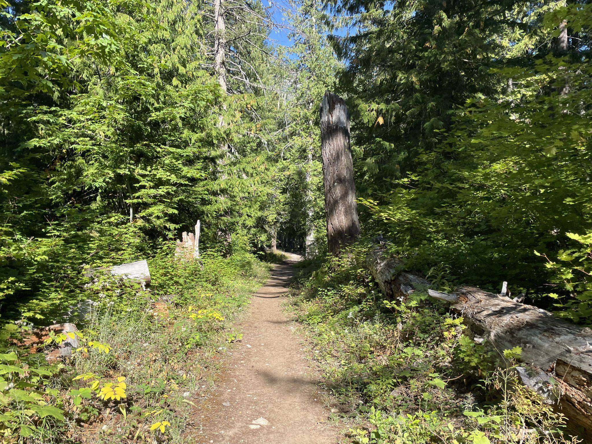 A sunny dirt path winds through a dense green forest with fallen logs. - Pacific Crest Trail: Stehekin Valley