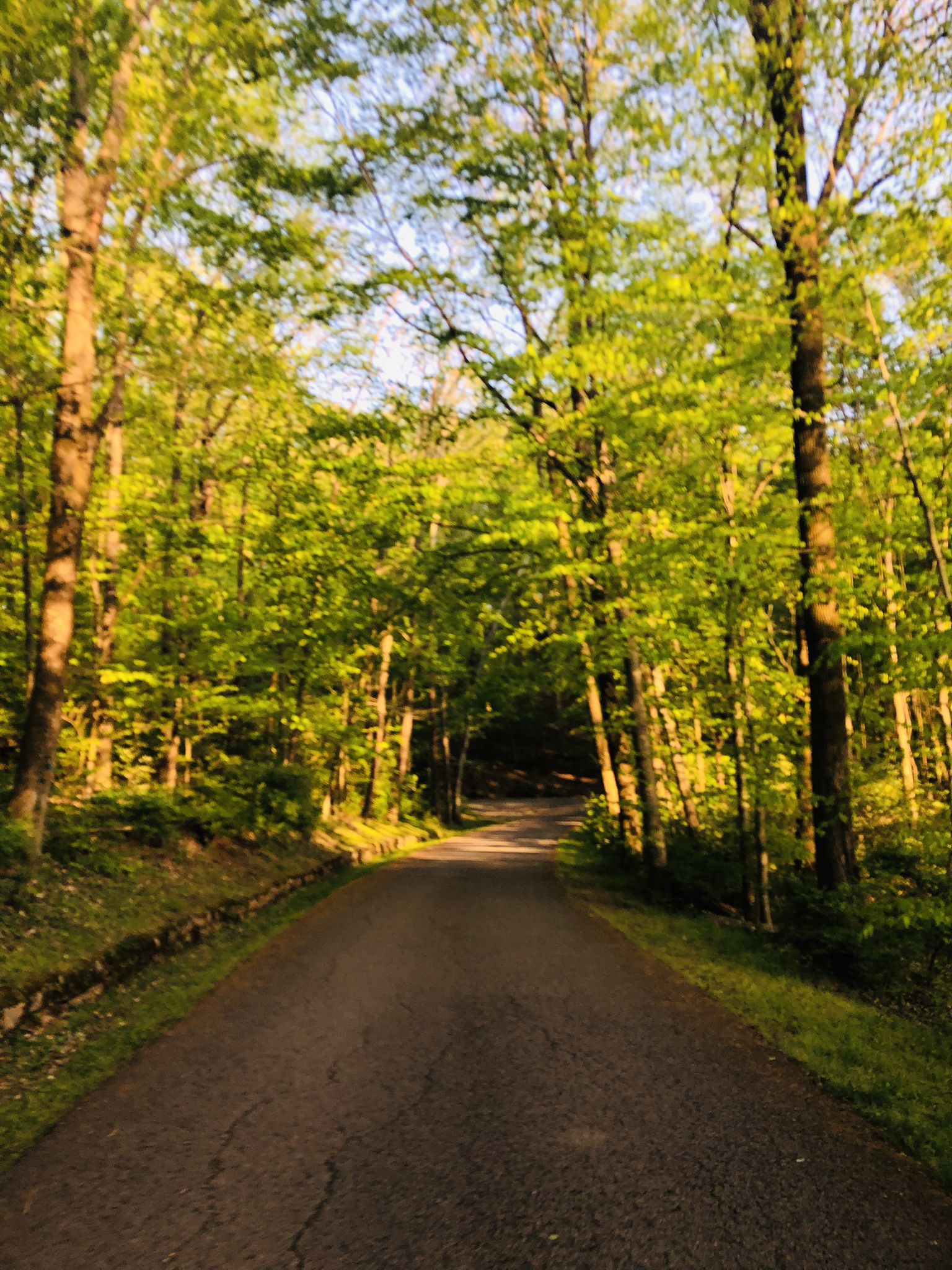 Paved road winding through a sunlit forest with lush green trees. - View of Percy Warner Park – Percy Warner Park loop from Belle Meade