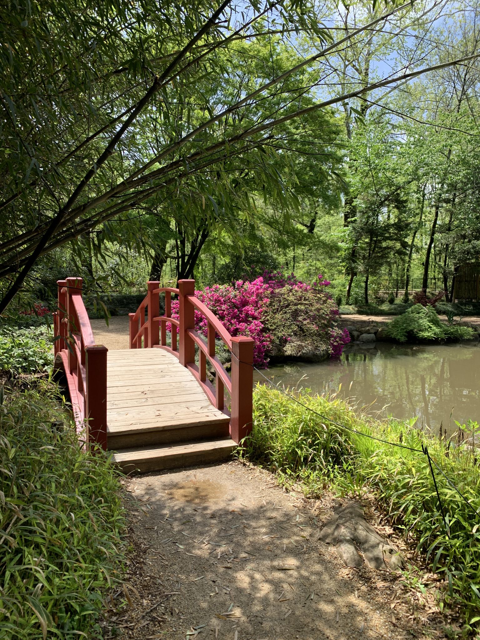 Red wooden bridge over a pond, surrounded by lush trees and pink flowers. - Birmingham Botanical Gardens Trail