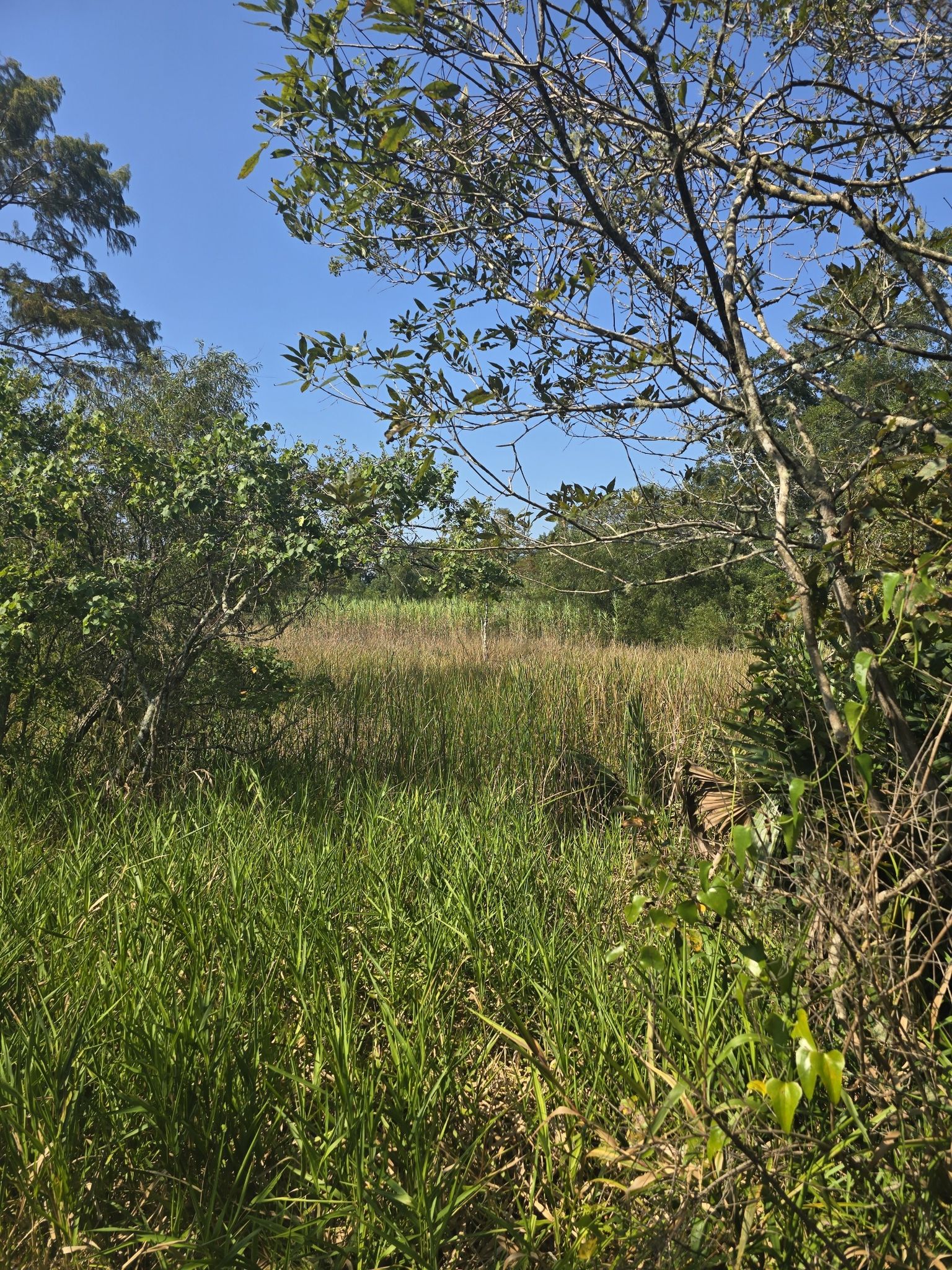 marsh