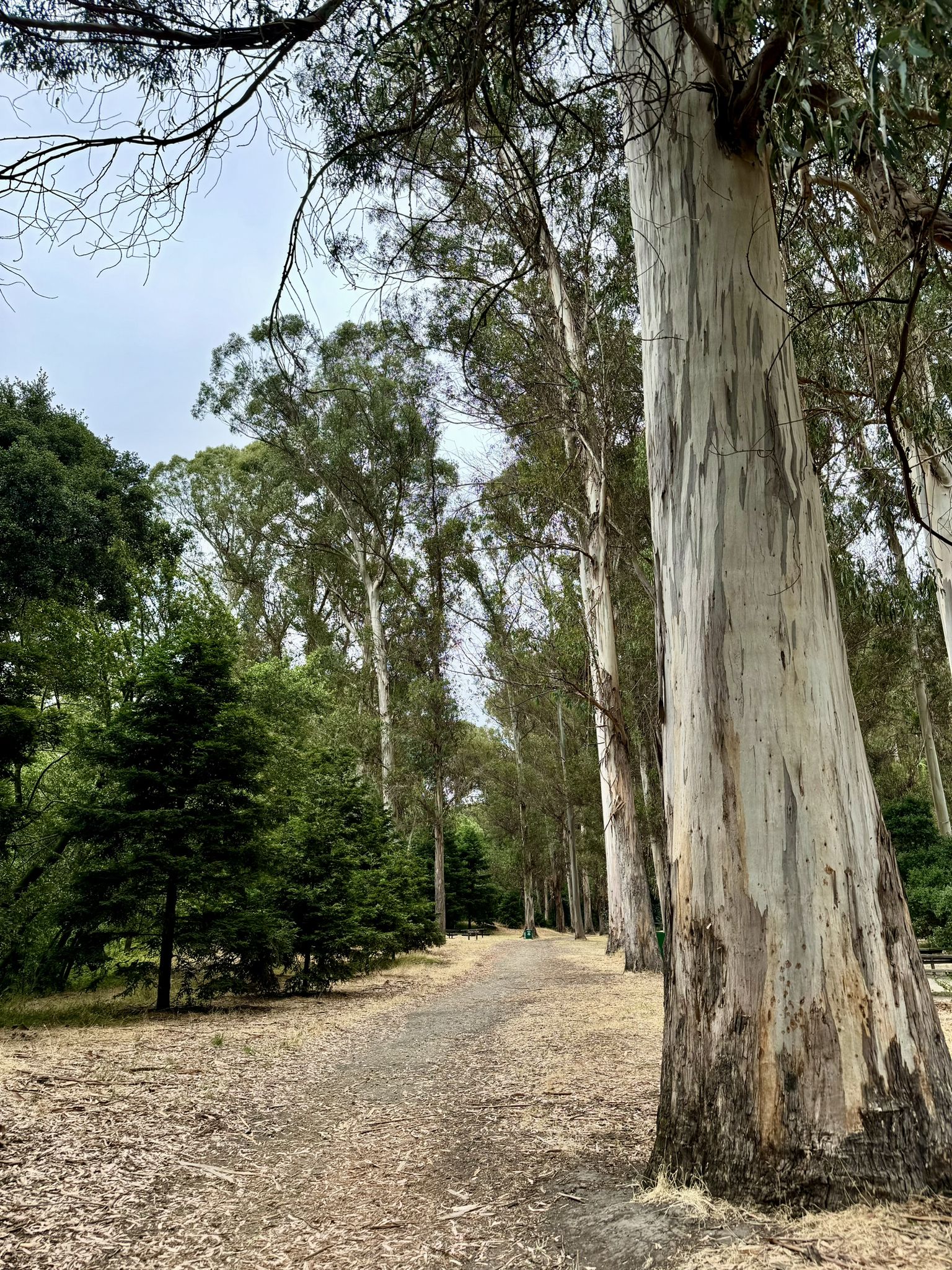 A wide dirt path lined by tall, light-barked trees under a bright sky. - Laurel Loop, Kennedy Creek, and Black Oak Trail