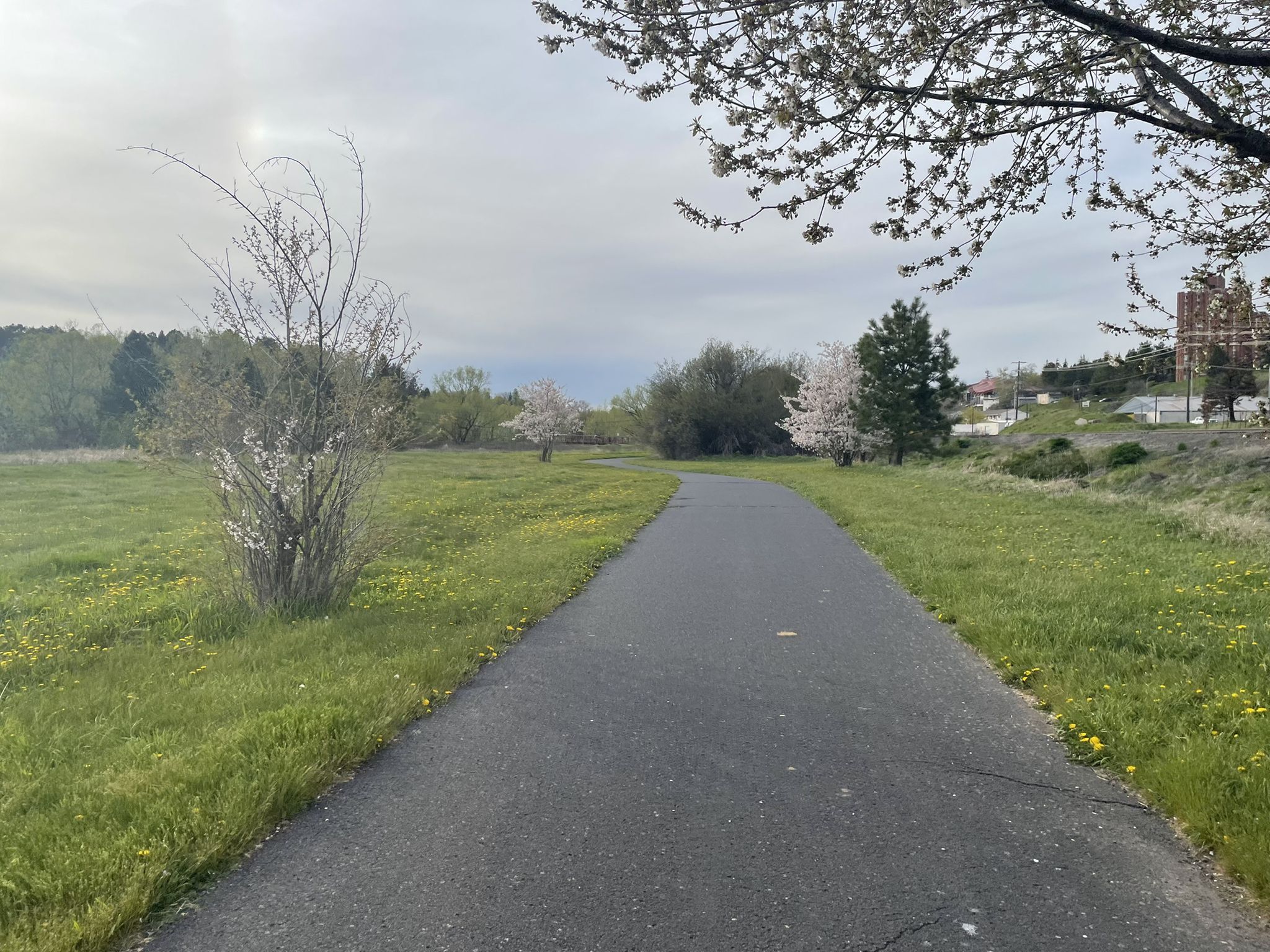 Paved path through a green field with flowering trees under a cloudy sky. - Bill Chipman Palouse Trail