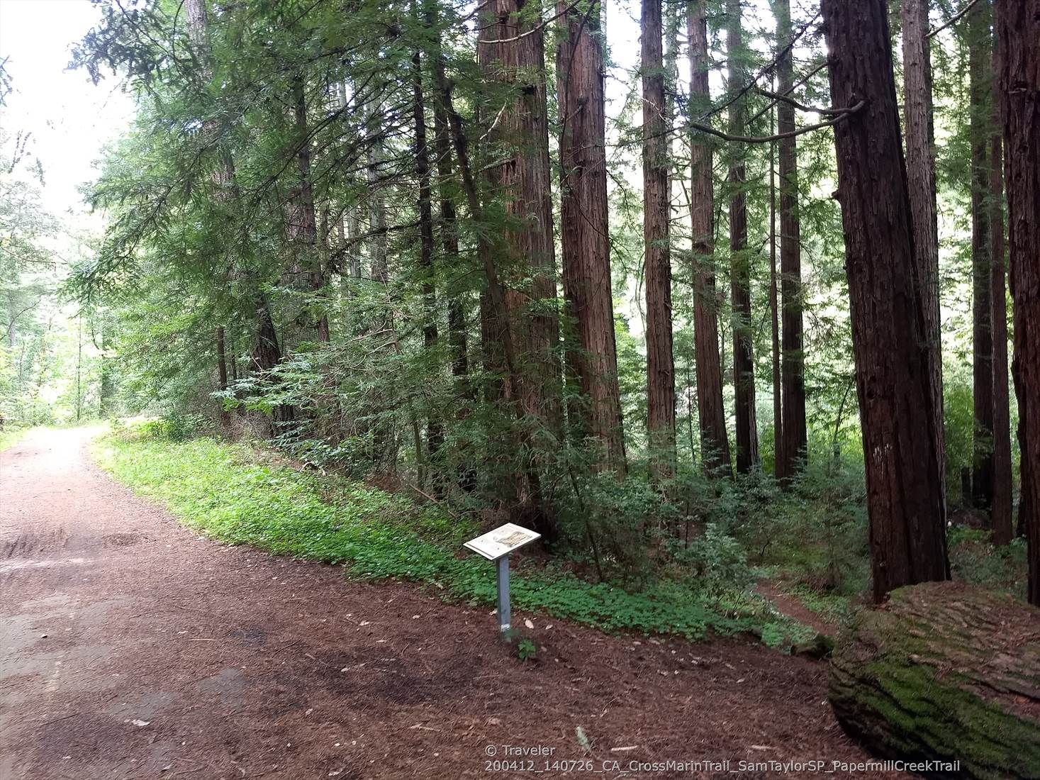 A dirt path runs alongside a dense redwood forest with a small sign. - Pioneer Tree Trail