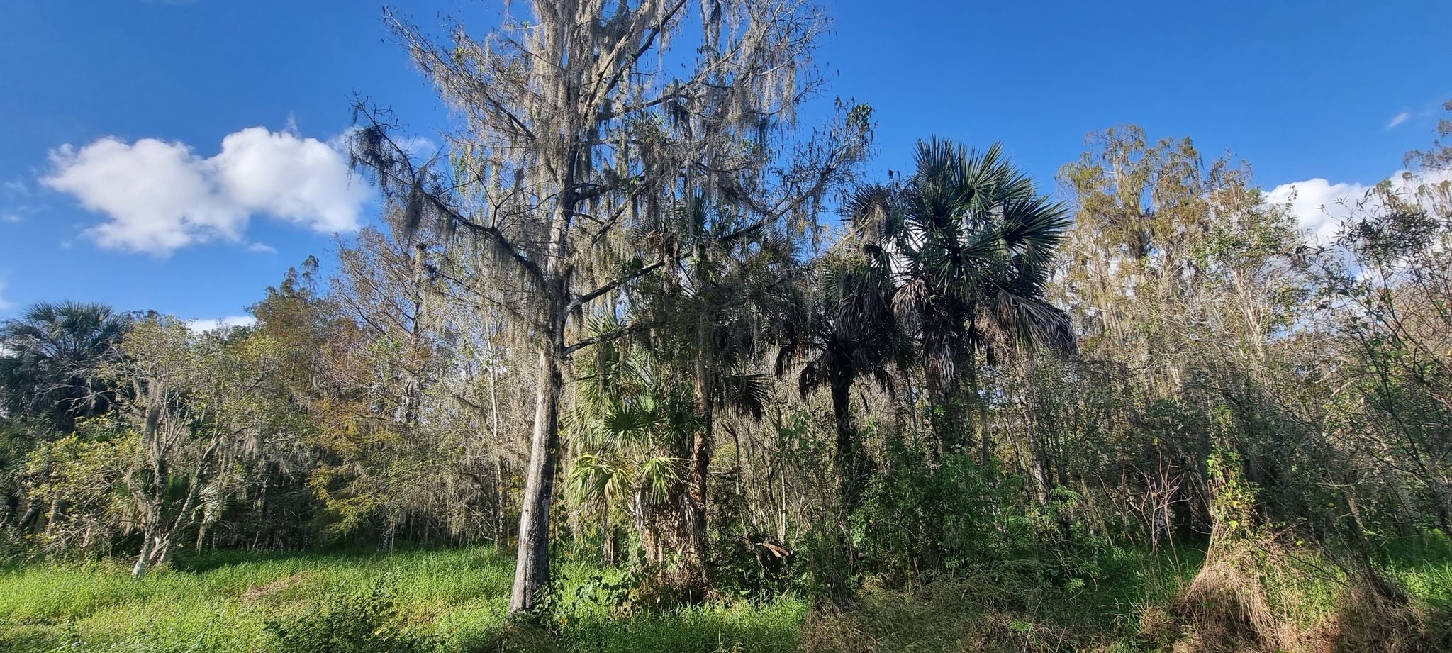 Tall trees with Spanish moss and palm trees against a bright blue sky. - Bird Rookery Swamp Trail Short