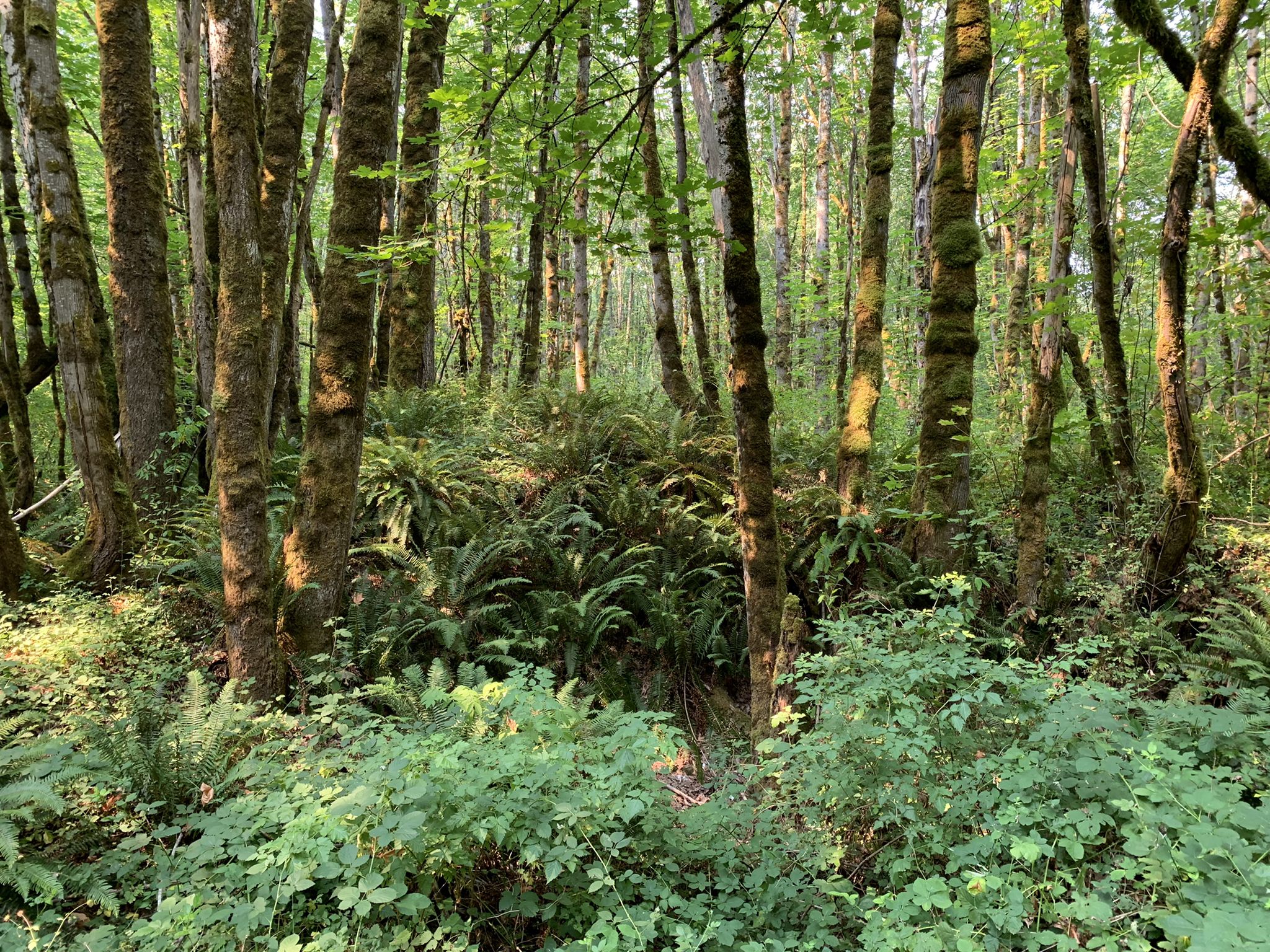 Dense forest with many tree trunks, ferns, and lush green undergrowth. - Coal Creek Falls Loop via Red Town and Cave Hole Trail