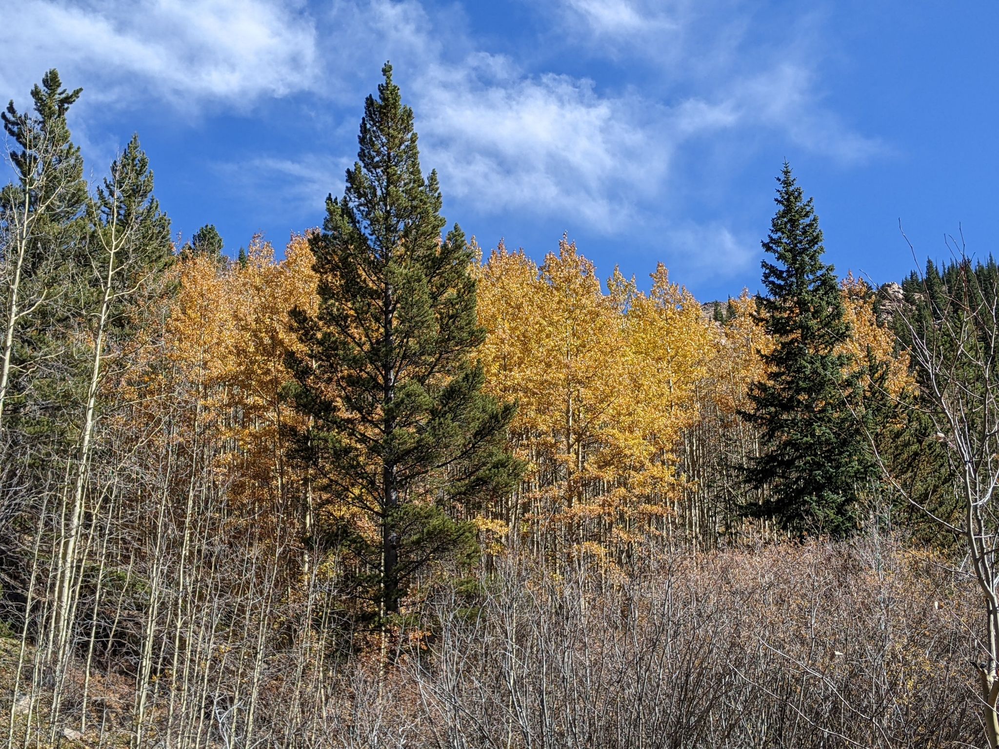 Vibrant golden aspen trees and green pines against a bright blue sky. - Abyss Trail to Helms Lake