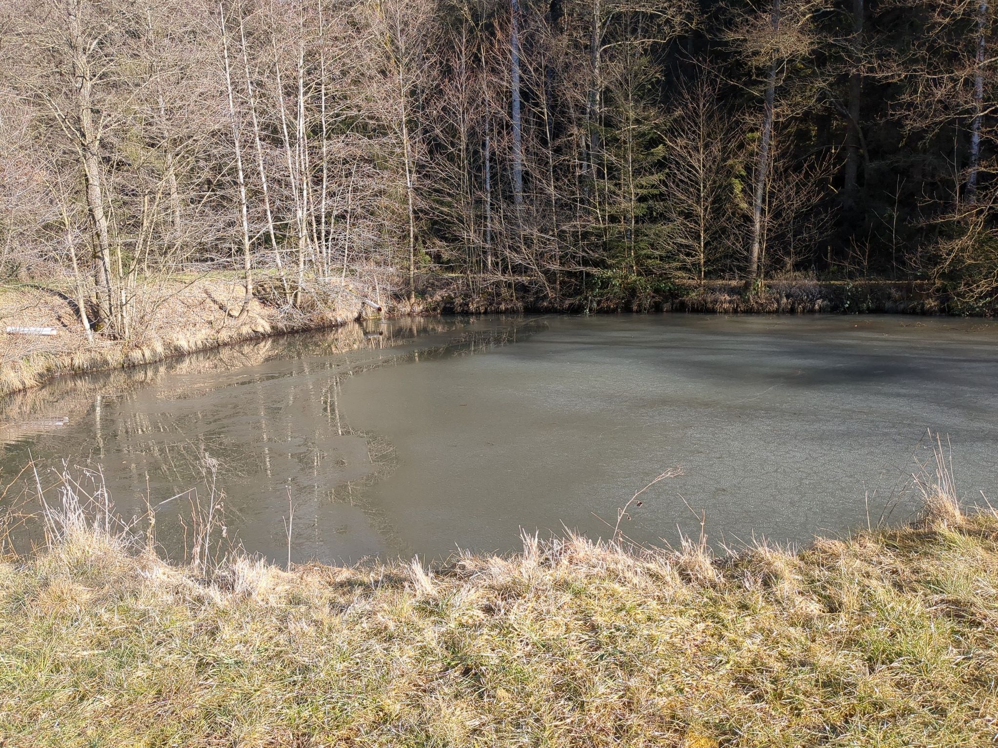 Weiher bei Neumühle