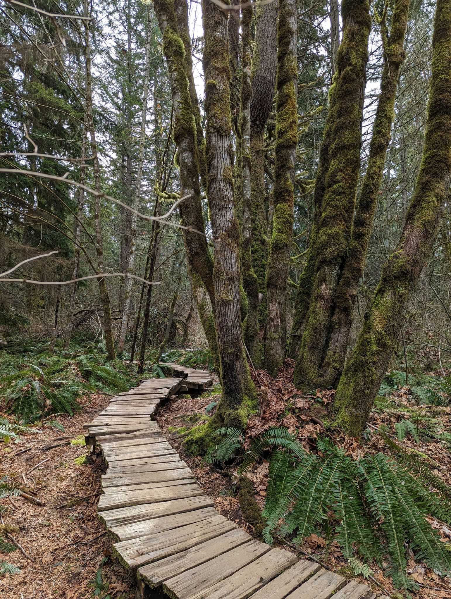 Winding wooden boardwalk through a forest with mossy trees and ferns. - Lloyd and Forest Ridge Trail Loop
