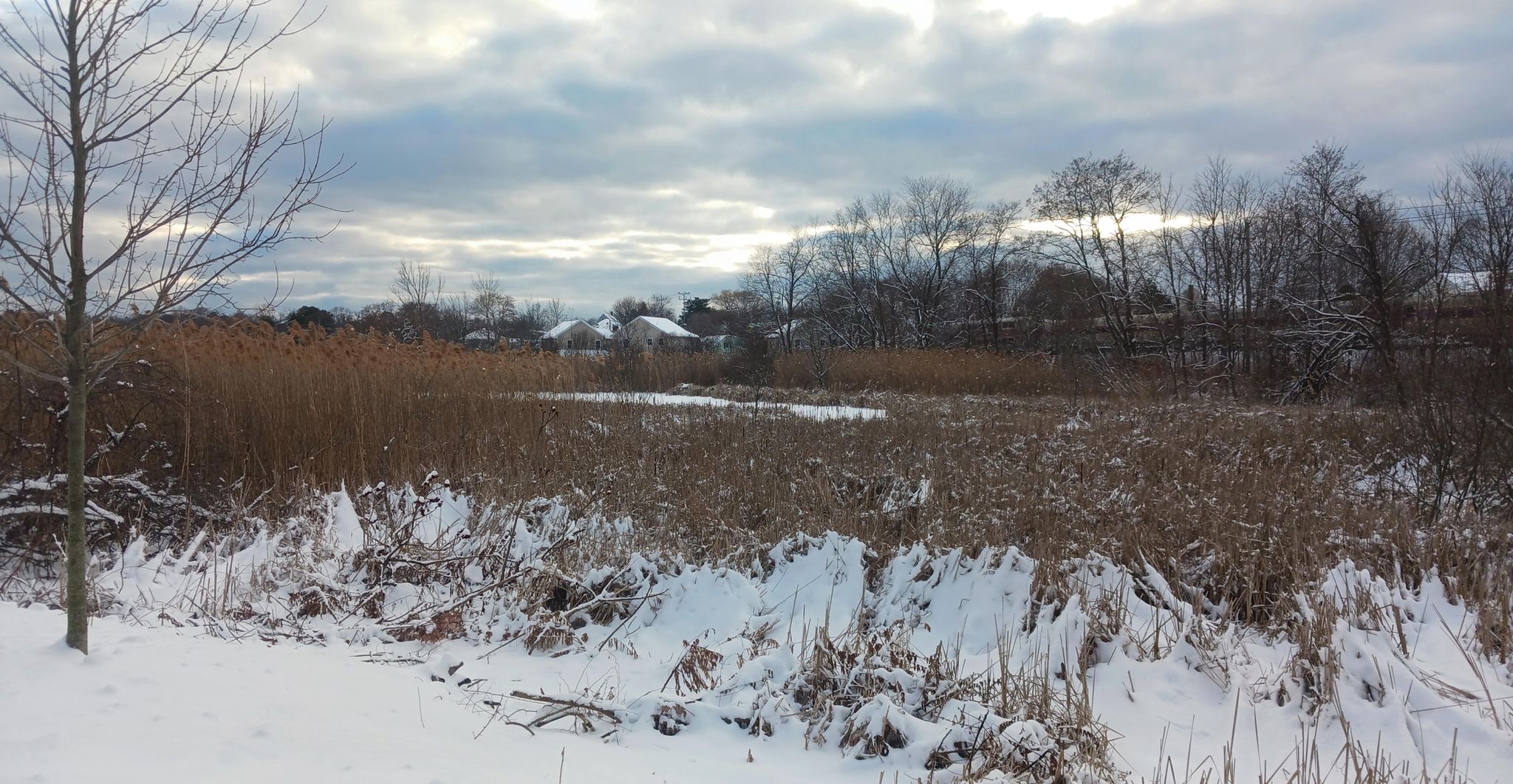 Snow-covered field of tall dry reeds and bare trees under a cloudy sky. - Marblehead Rail Trail – Marblehead Rail Trail loop from Swampscott