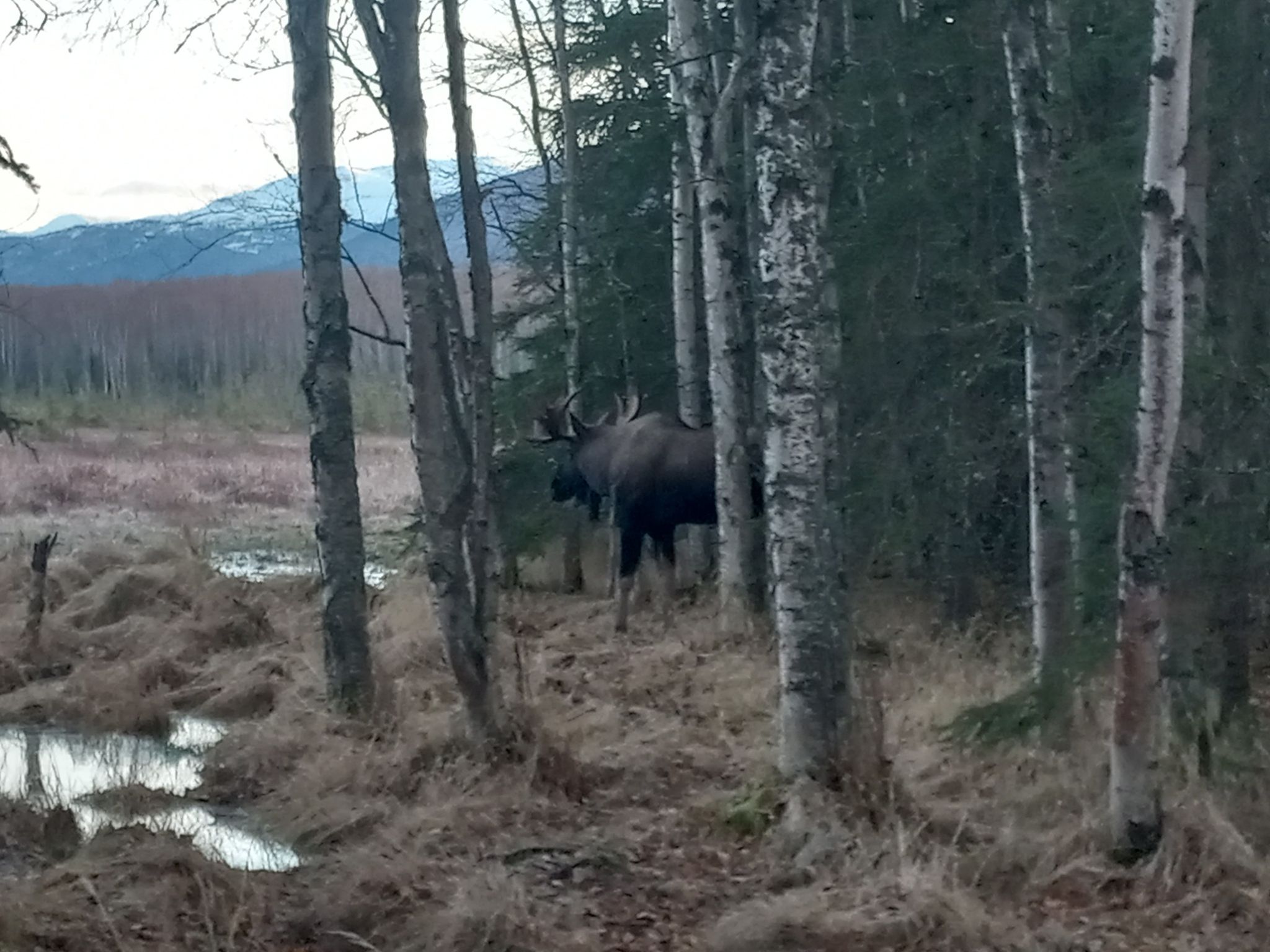 A moose stands in a sparse forest with mountains under an overcast sky. - Basher Park Loop