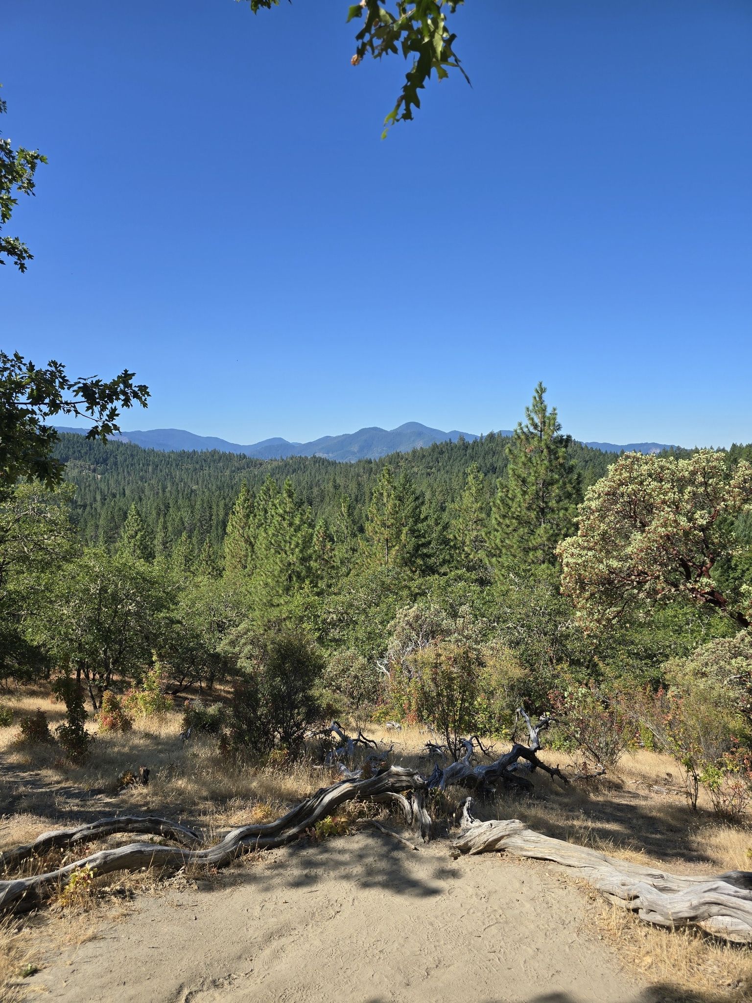 Sunny forest overlook with distant mountains and deadwood in the foreground. - Car loop from Cathedral Hills