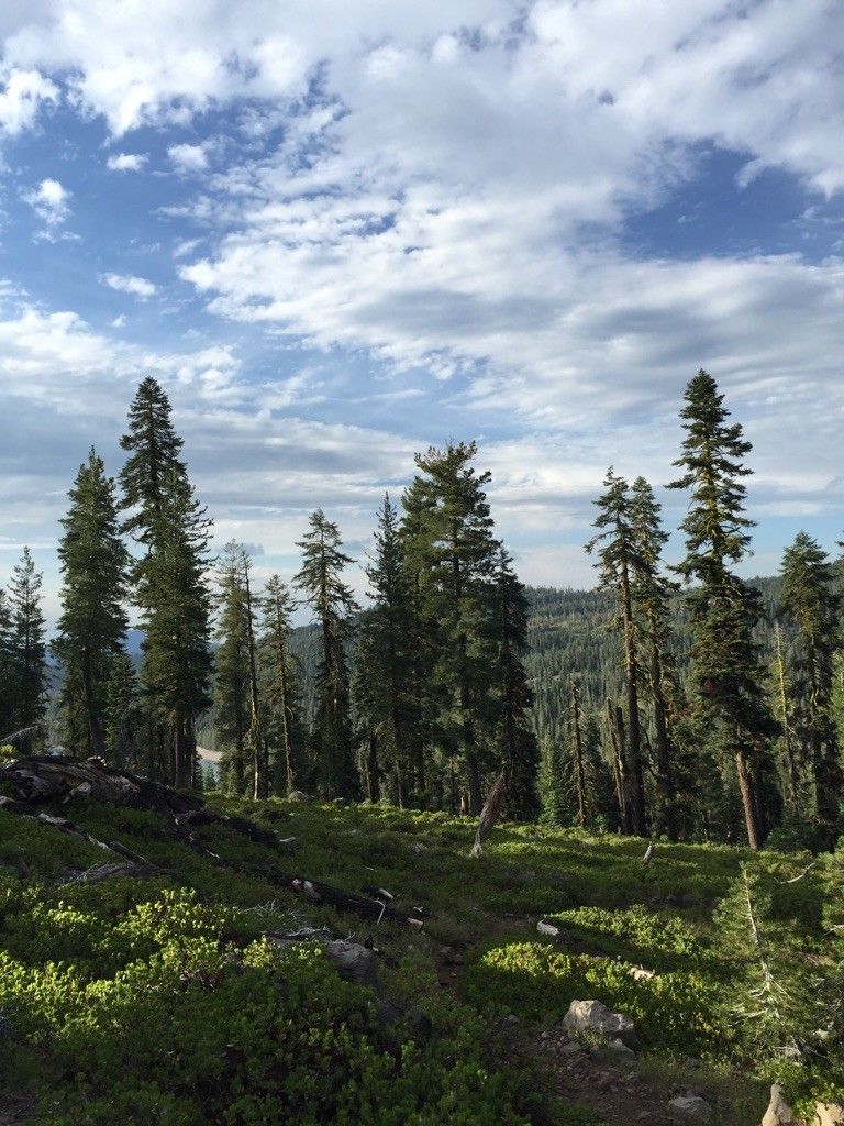 Tall evergreen trees on a mountain slope under a partly cloudy sky. - Mount Harkness Loop Trail