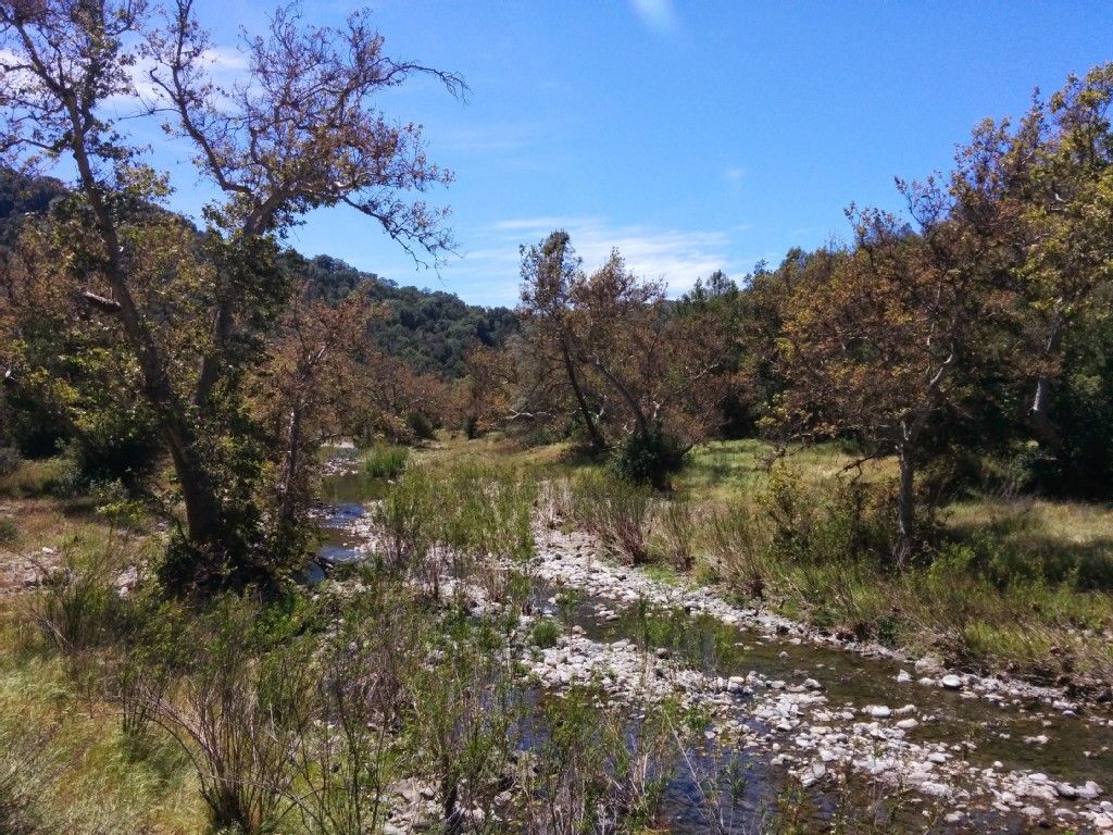 A shallow, rocky stream flowing through a wooded area on a sunny day. - Old Gilroy Street – Historic Downtown Gilroy loop from Gilroy