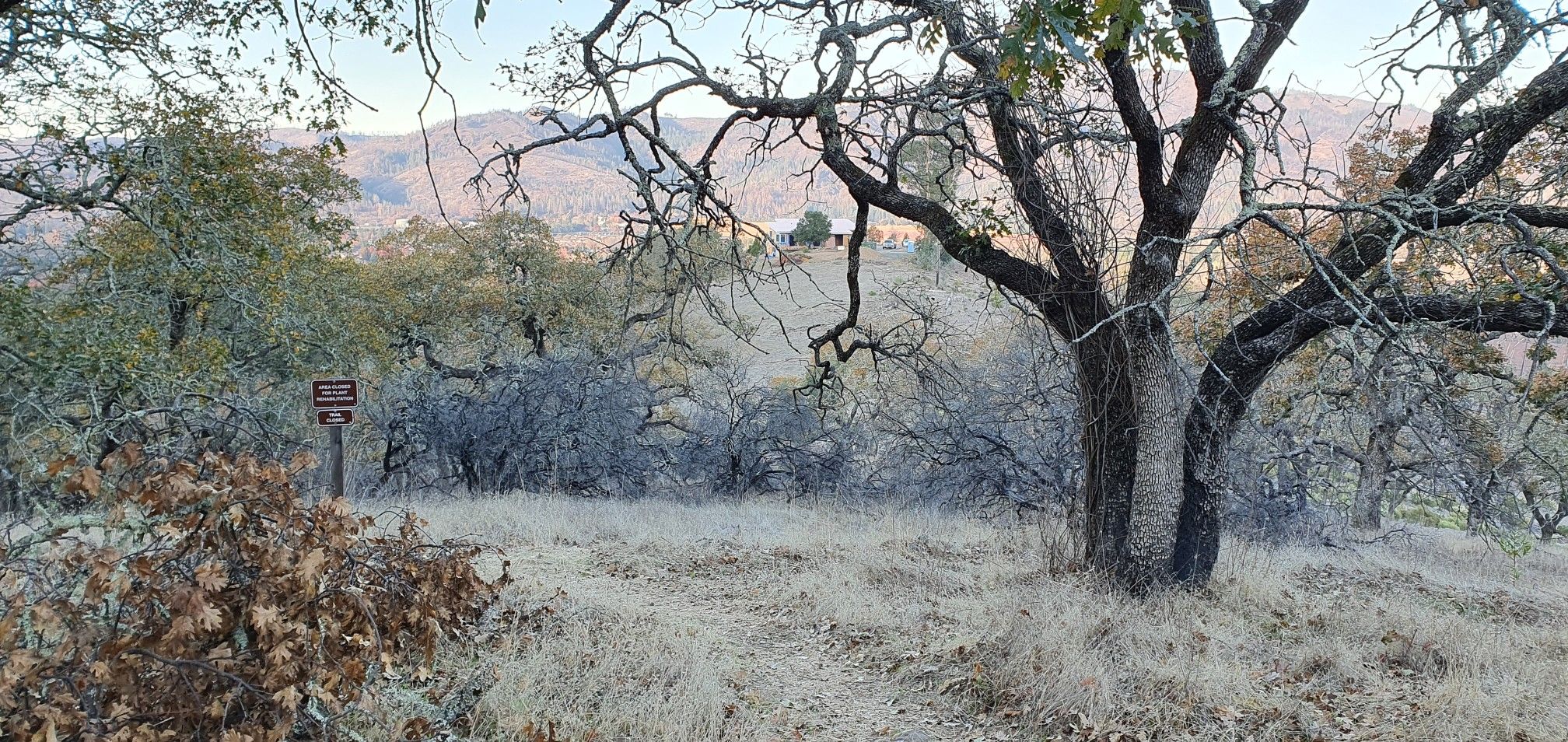 Gnarled oak trees in a dry, grassy landscape with distant hills under clear sky. - Lawndale Trail – Lawndale Trail loop from Lawndale