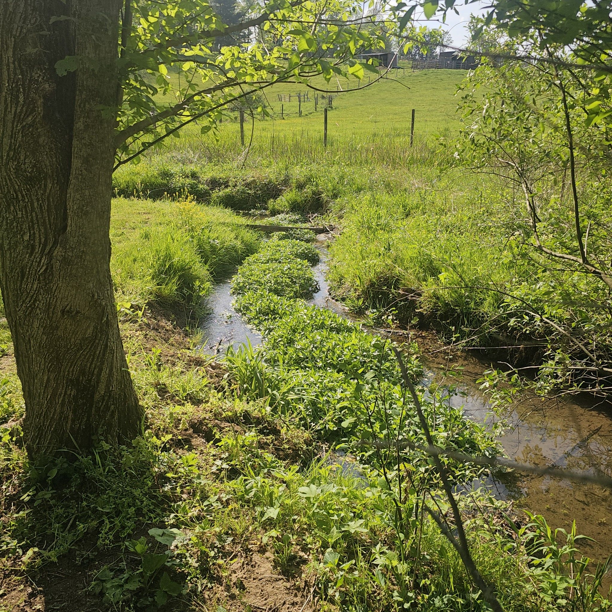 A small stream winds through lush green grass and trees on a sunny day. - H. L. Price Trail