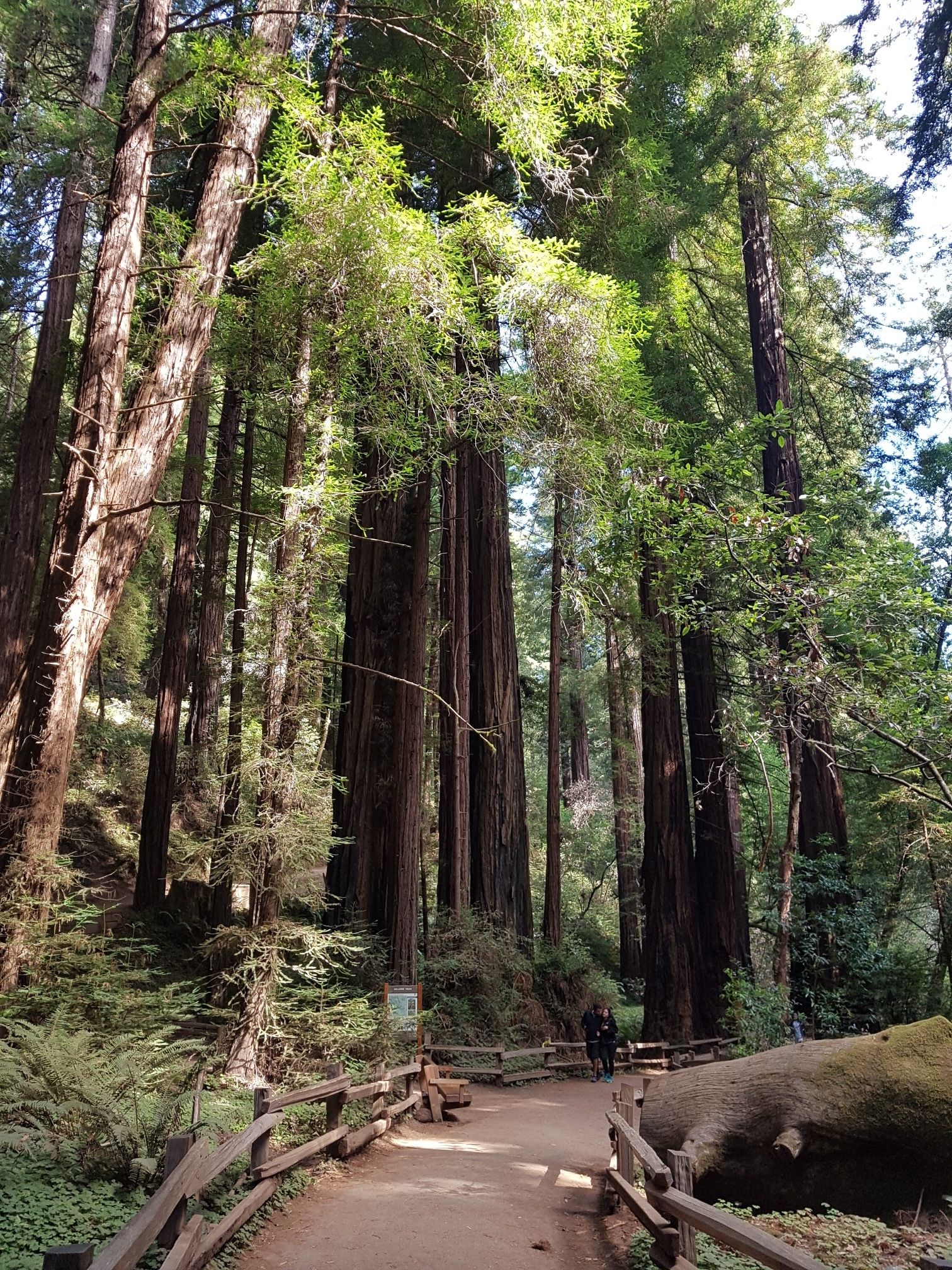 Towering trees line a sunlit forest path with wooden railings and distant people. - Fern Creek and Hillside Loop