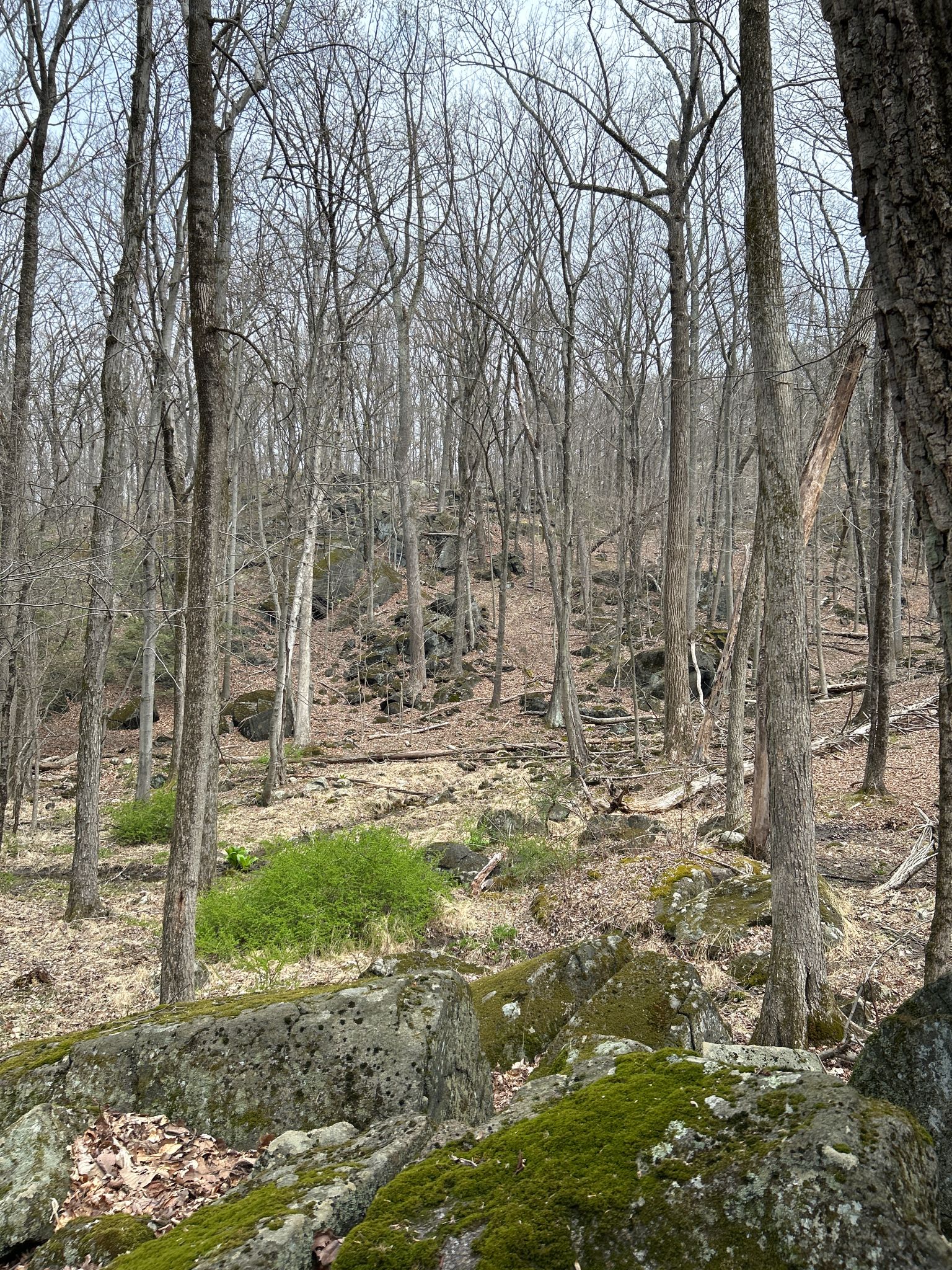A bare winter forest with mossy rocks and a few patches of green undergrowth. - Blue Mountain Summit Trail