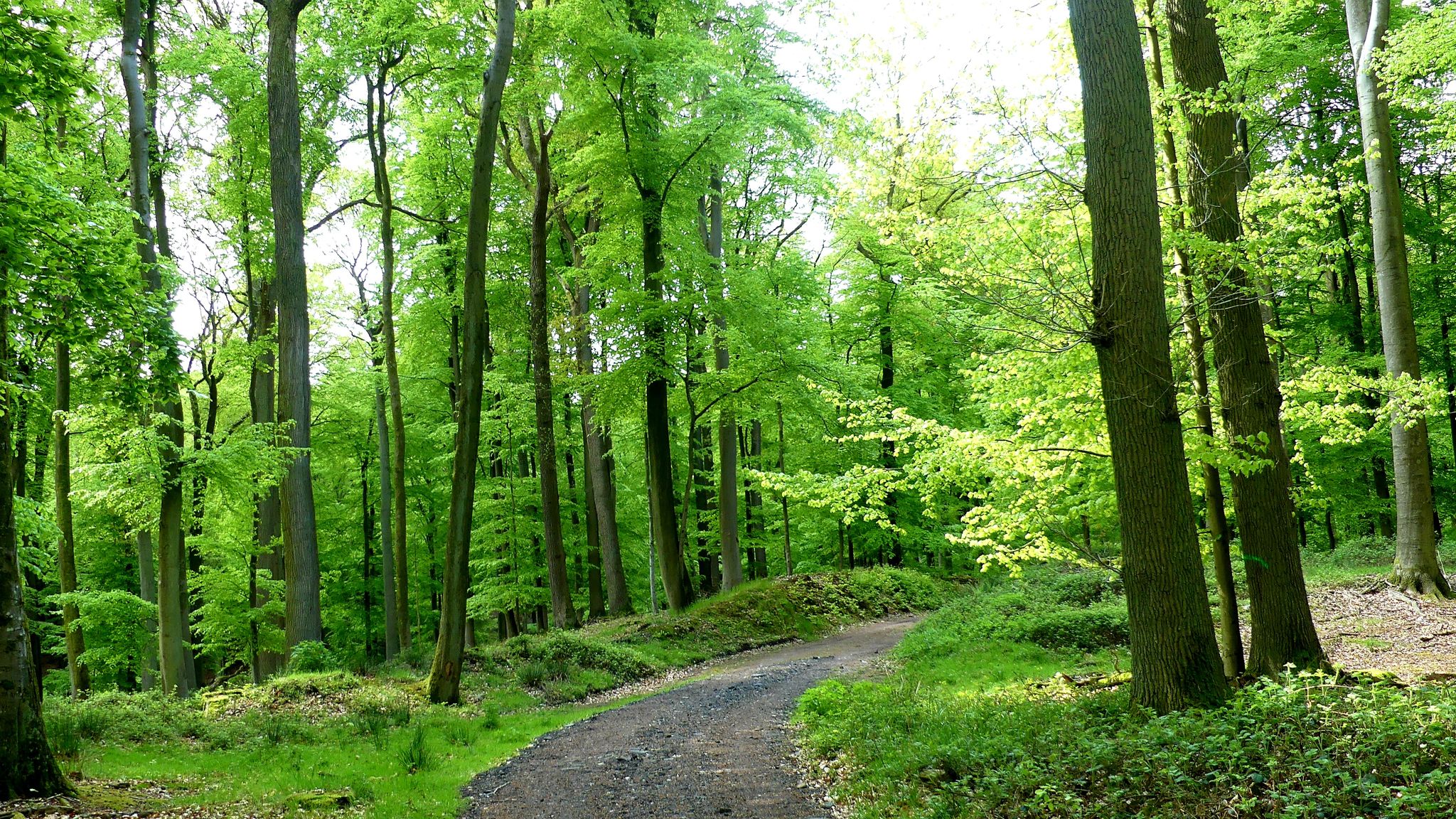 ... meist durch Buchenwald🌳🌳