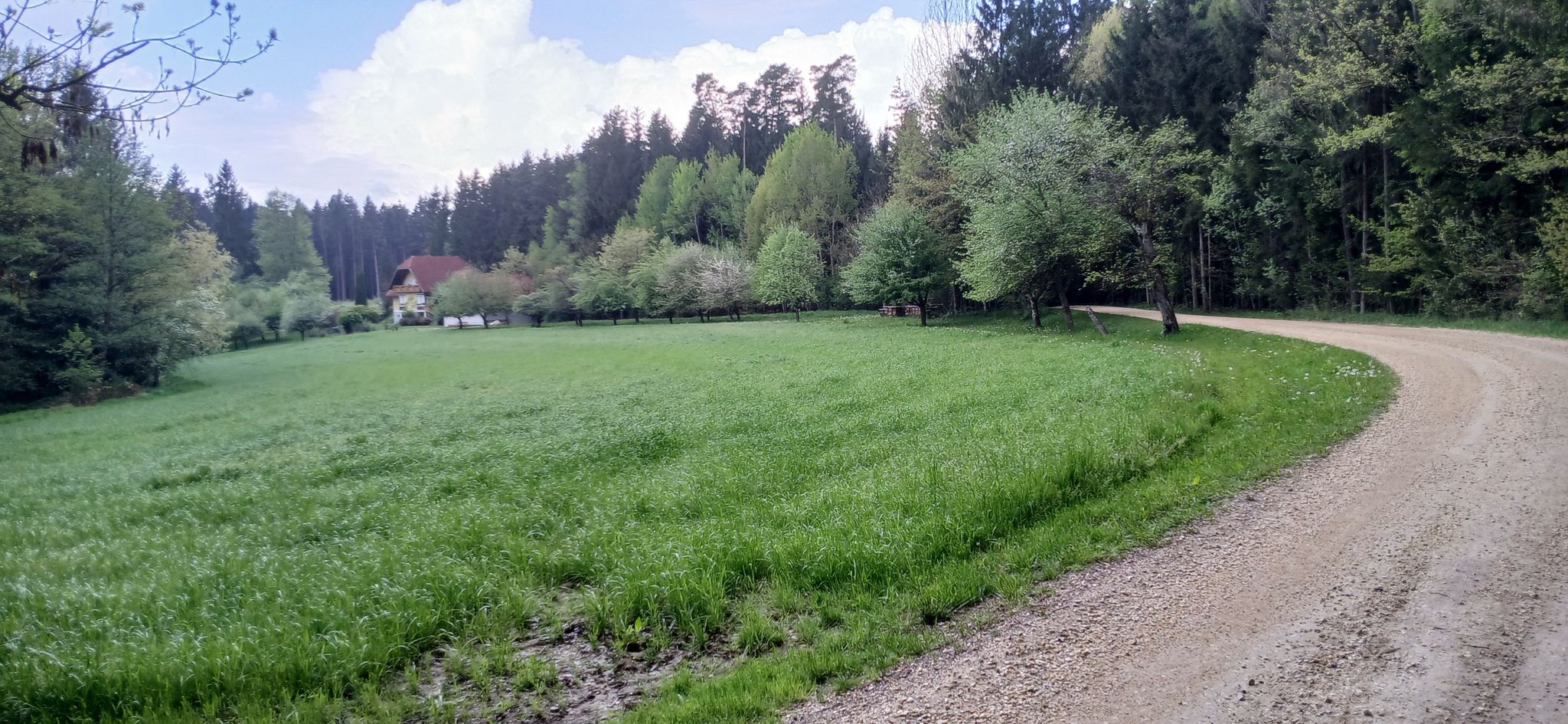 Grüne Insel im Wald am Dachberg