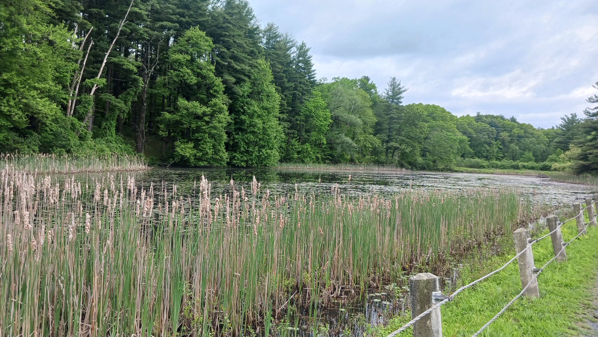 Tall reeds in a pond next to a fence, with dense green forest. - Watershed Forest Trail – Ashley Reservoir loop from Ashley Pond