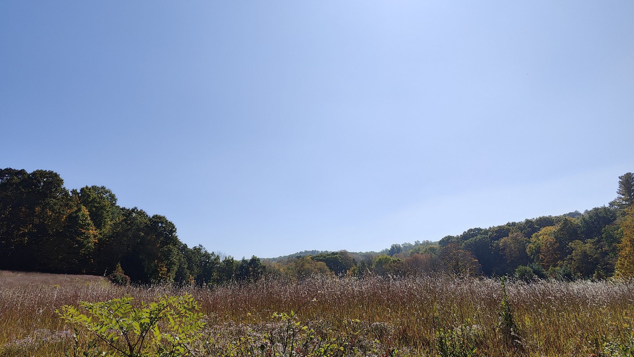 A vast field of tall brown and green grasses under a clear blue sky. - Reservation Road – The Bedford Oak loop from Bedford Hills