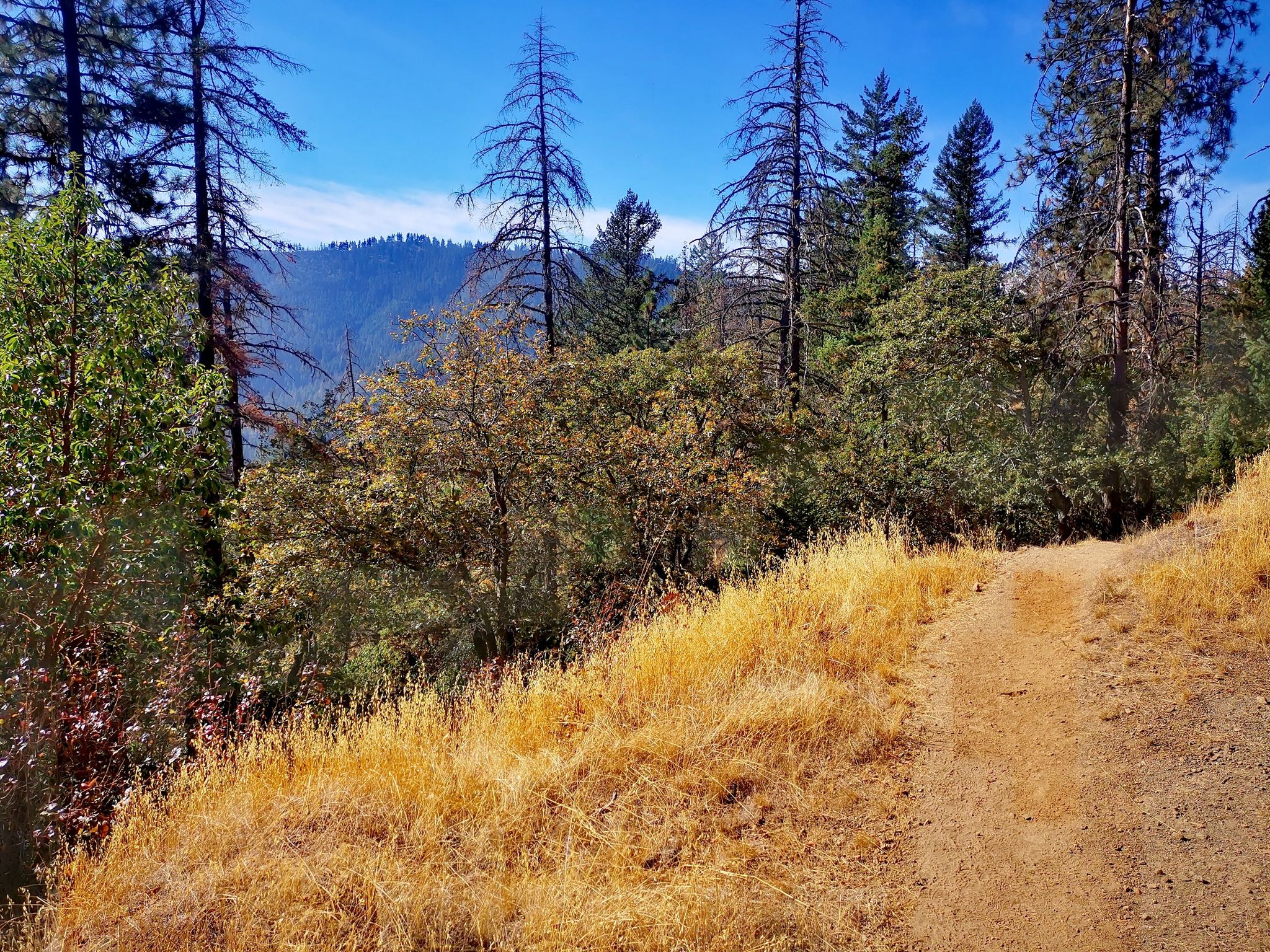 Sunny dirt trail winding through dry grass and tall pine trees. - East Applegate Ridge Trail – East Applegate Ridge Trail loop from East Applegate Ridge - East Trailhead