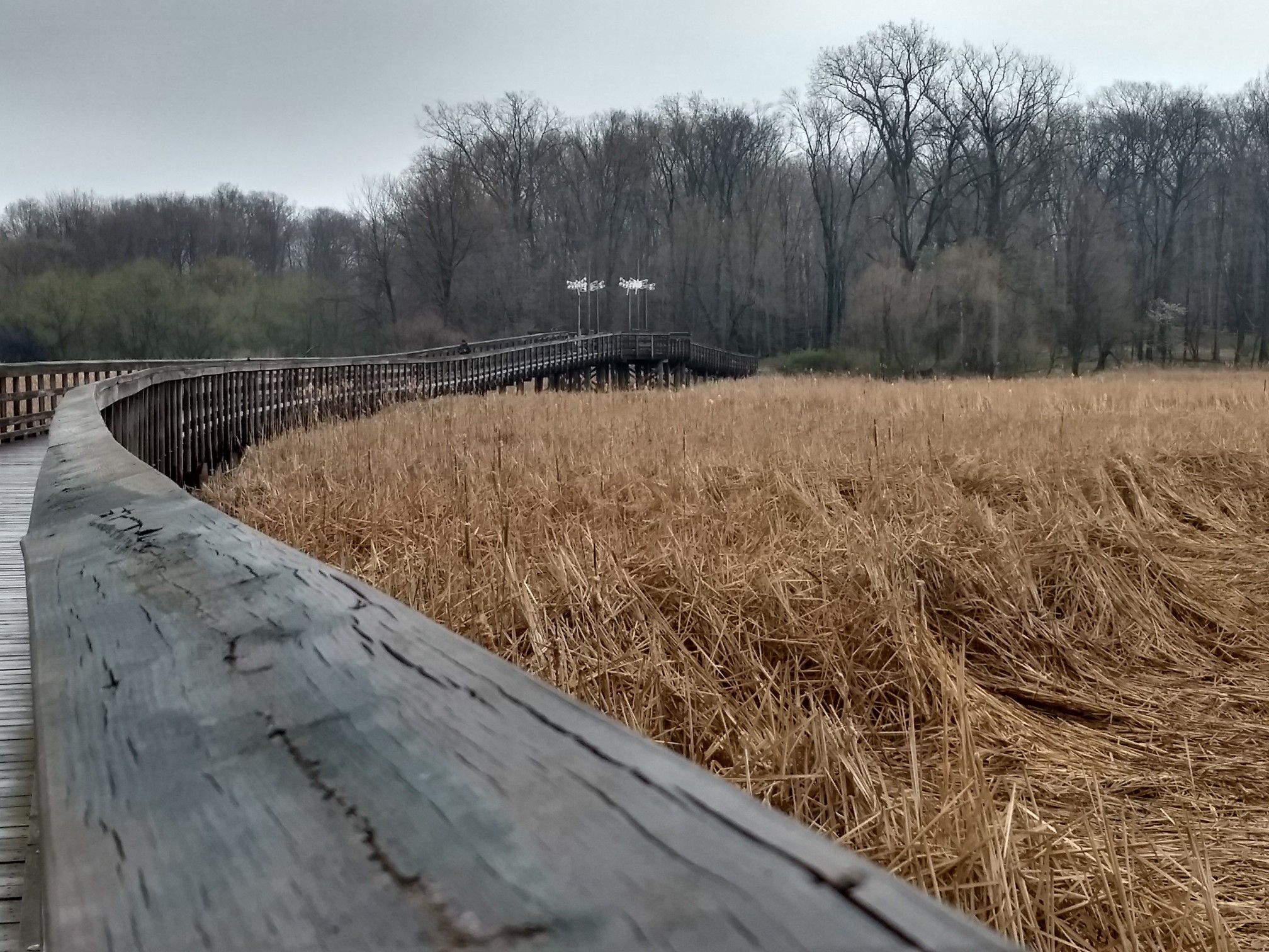 A long wooden boardwalk curving through a vast field of dry reeds. - Lake to Lake Trail – Lake to Lake Trail loop from Baldwin-Wallace University