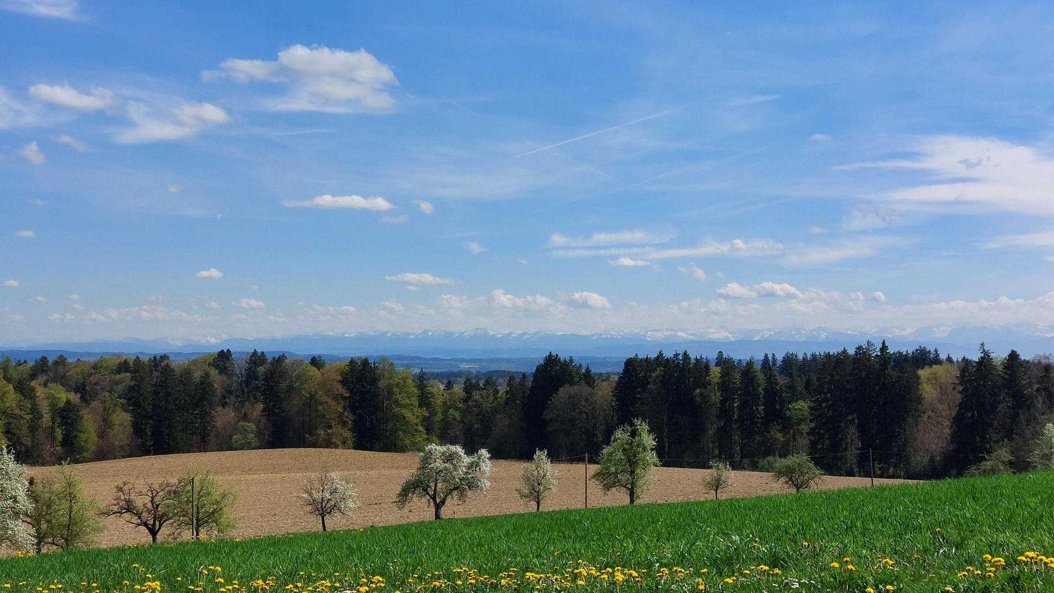 in dieser Höhenlage, ca 700m, blühen die Birnbäume