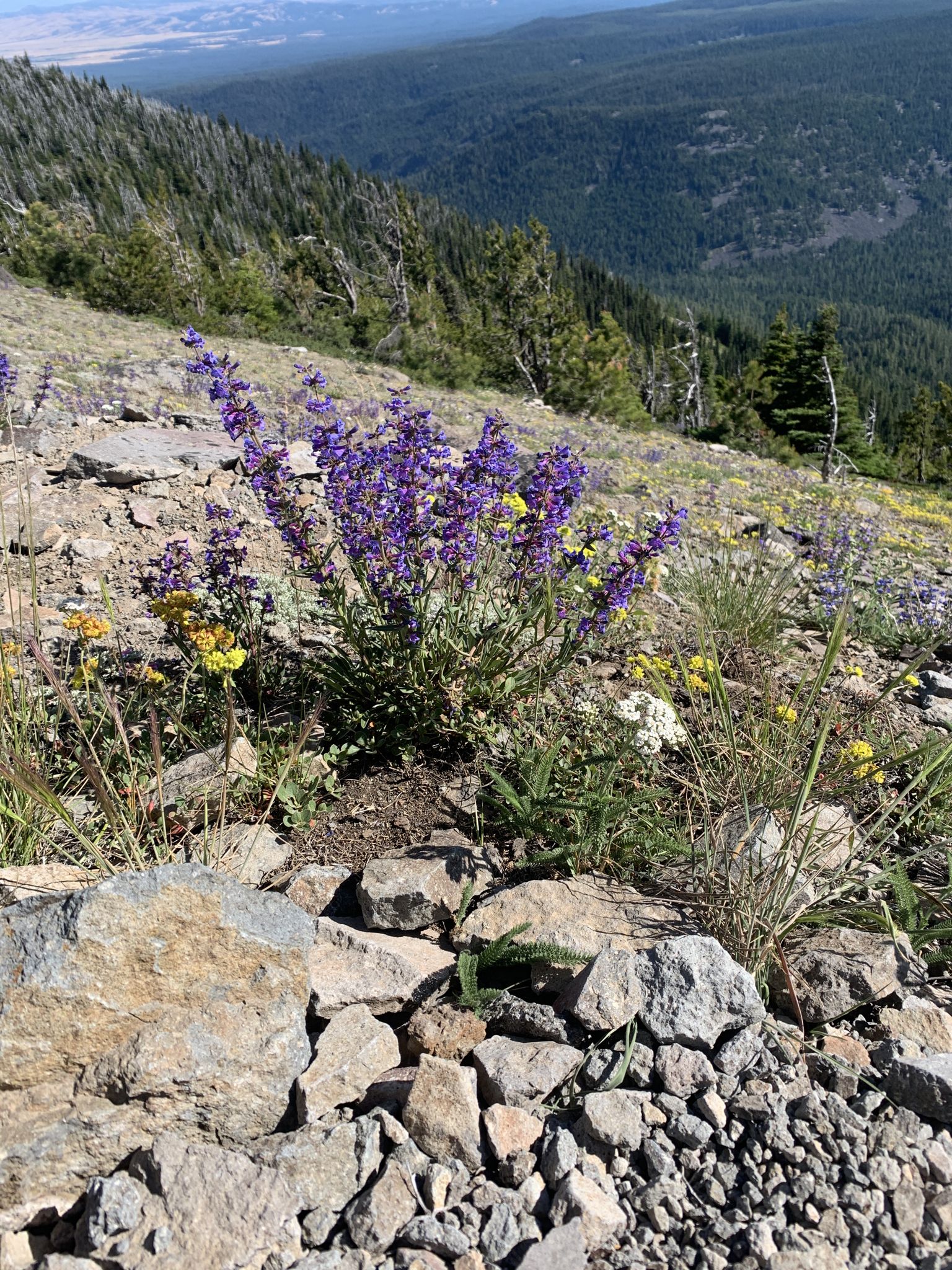 Vibrant purple wildflowers growing among rocks on a sunny mountain slope. - High Prairie Trail Loop