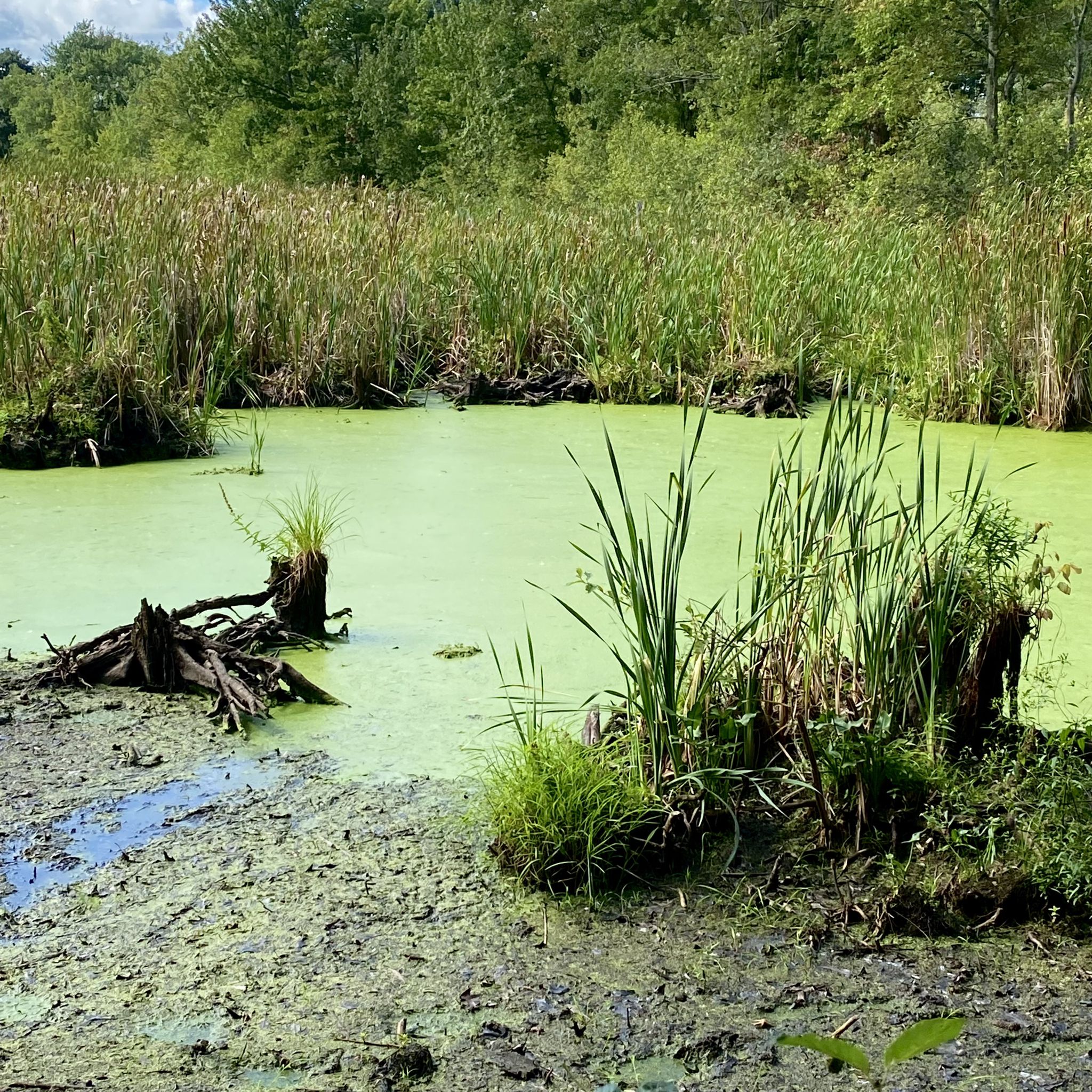 Murky green swamp with tall grass, dead stumps, and muddy banks. - Topsfield Linear Common – Bridge loop from Danvers