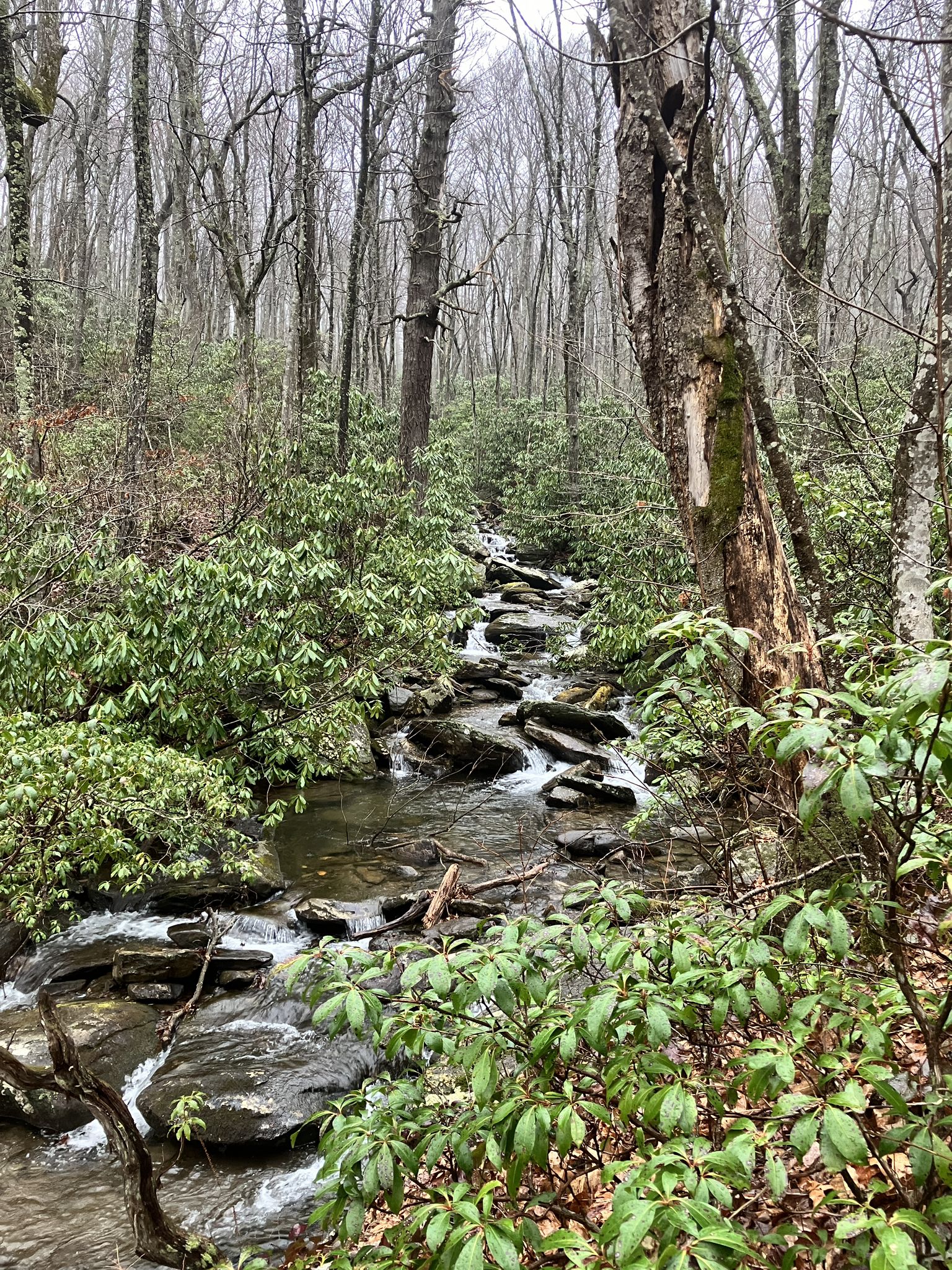Rocky stream flows through a dense, green forest under overcast skies. - Graybeard Trail