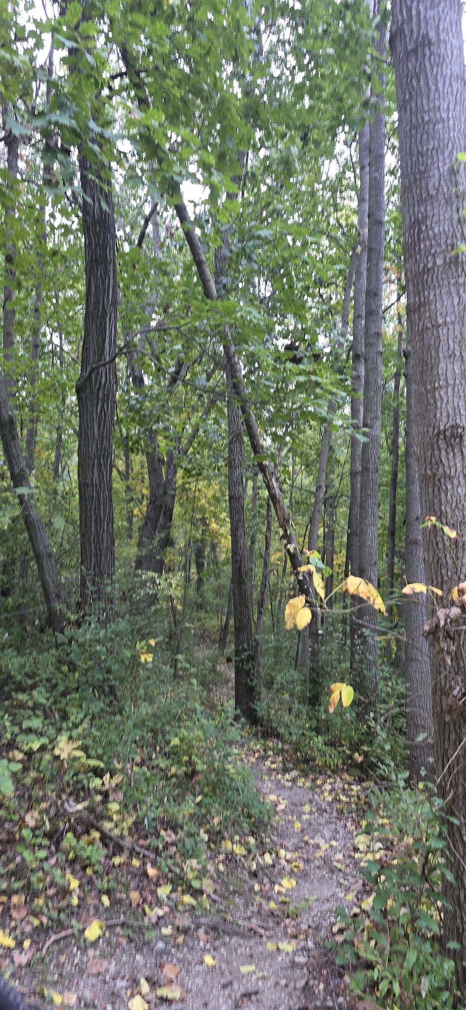 A forest path with green and yellow leaves, dappled sunlight. - Brighton State Recreation Area loop from Brighton State Recreation Area