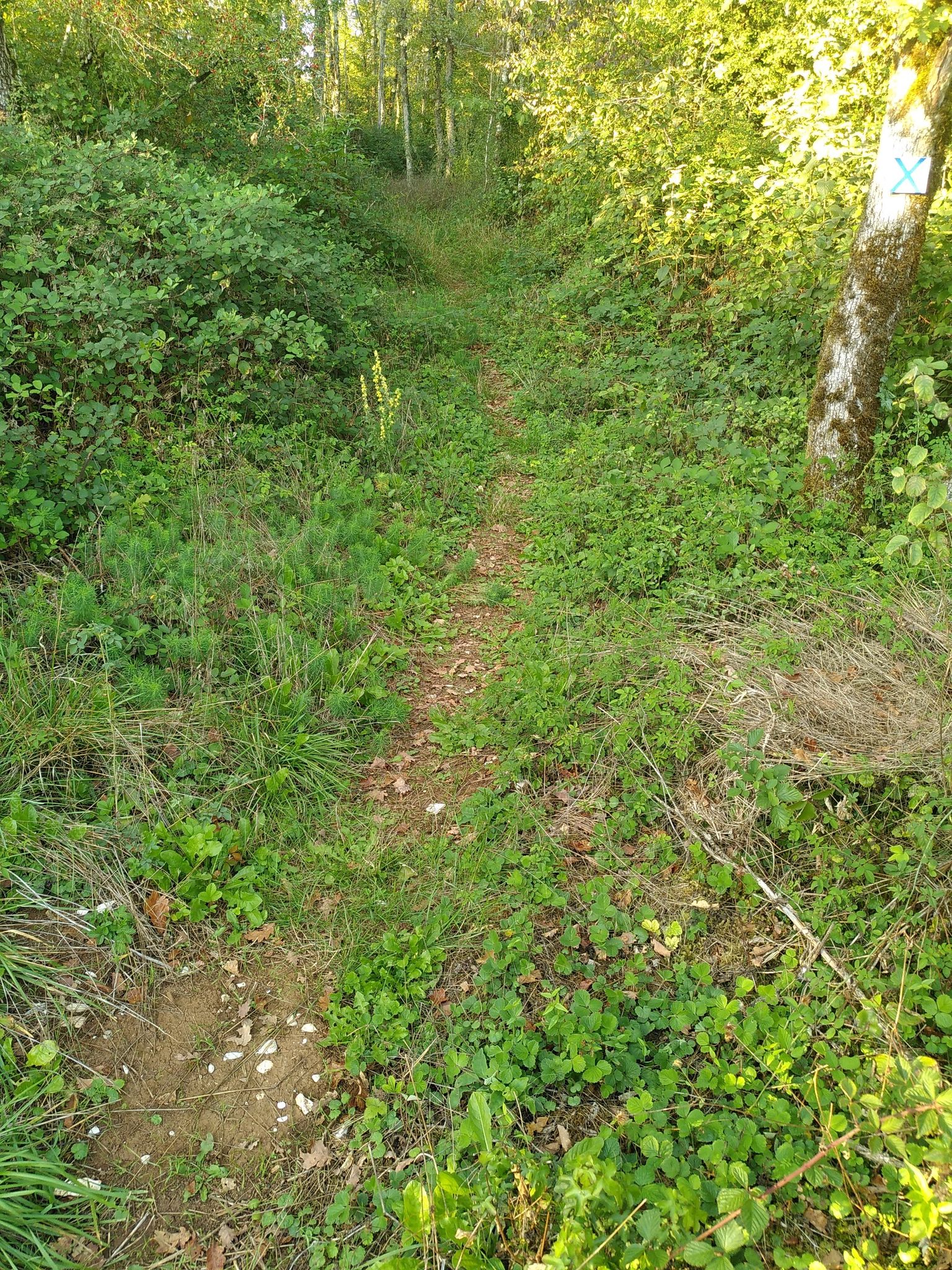 (sentier un chouia broussailleux)
