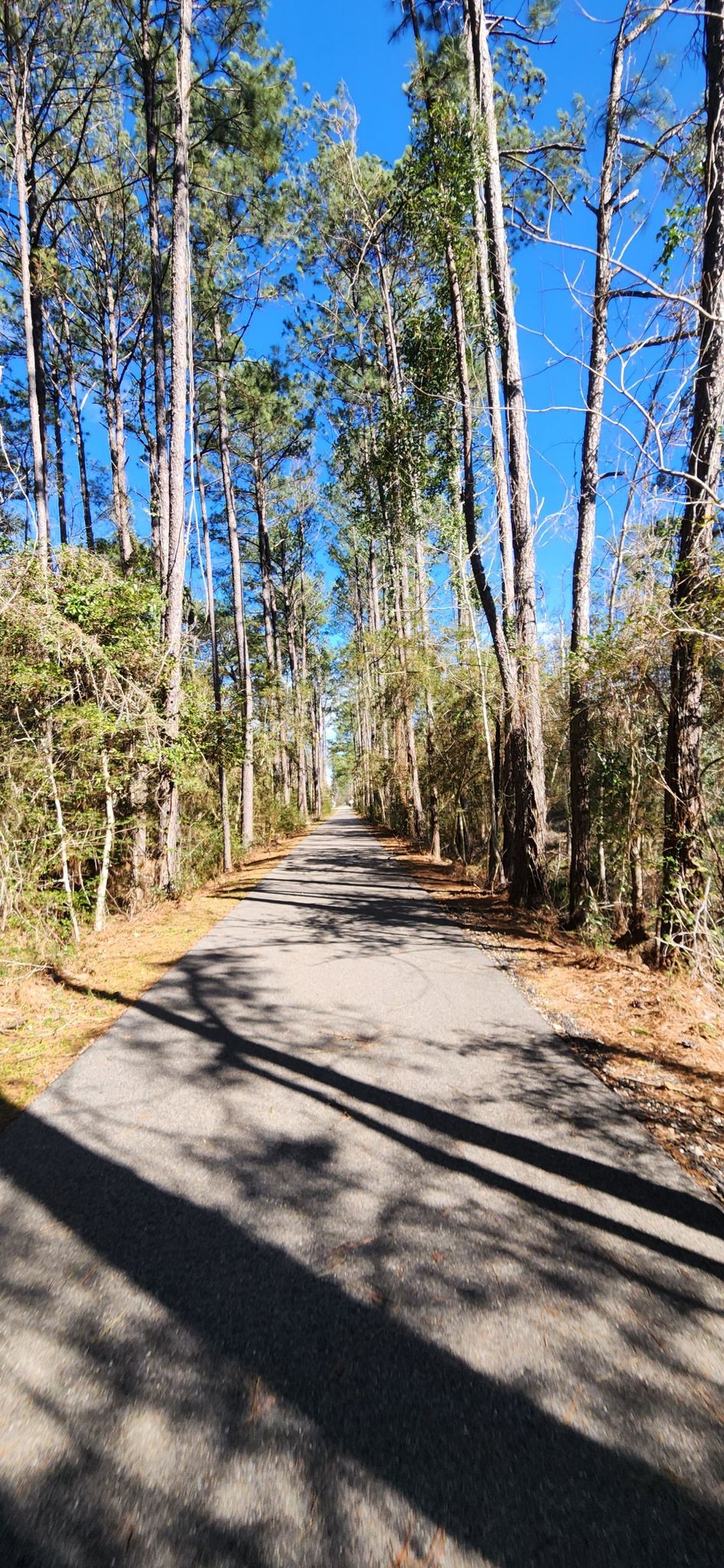 Paved path through a sunlit pine forest with long shadows. - Tammany Trace