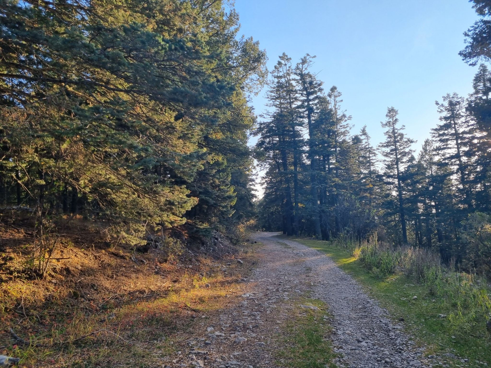 Sunlit gravel path curving through a dense forest of tall trees. - Rim Trail (T105)